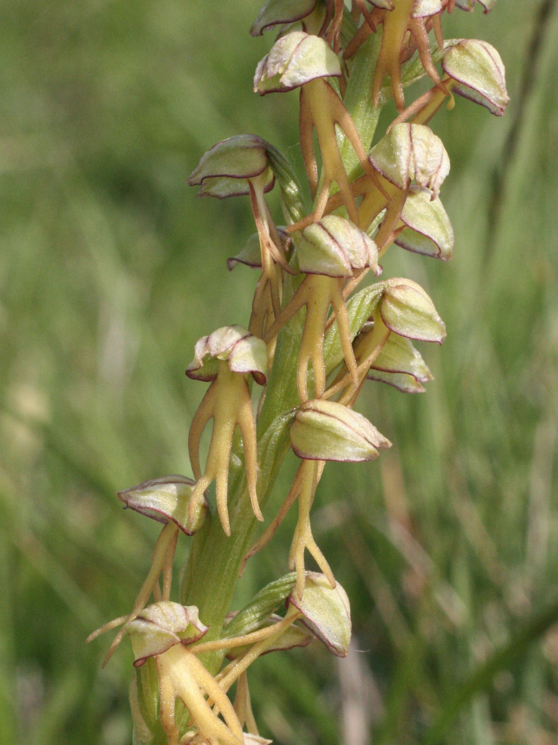 Afficher le média aceras_anthropophorum2md aceras_anthropophorum2md