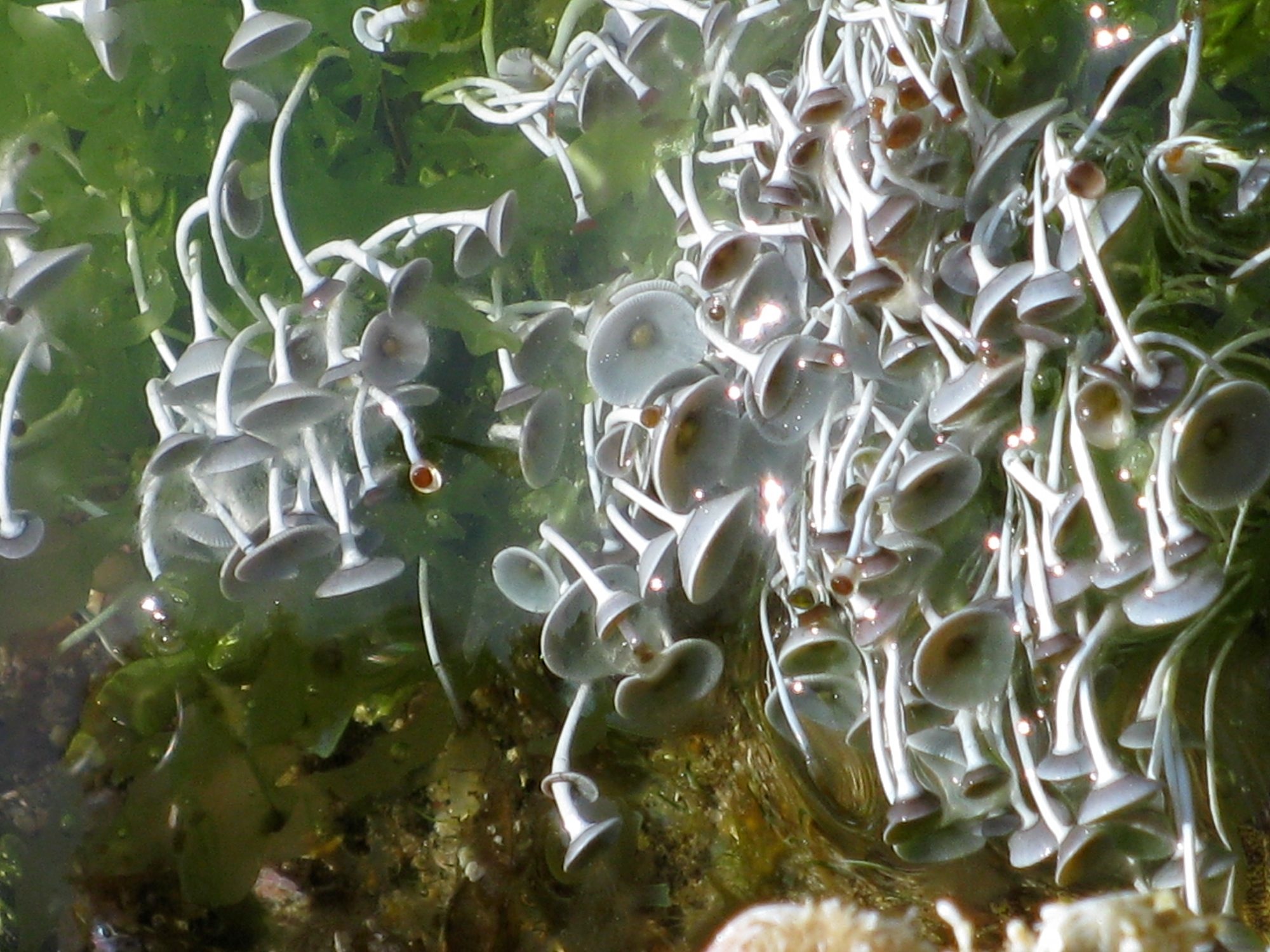 Afficher le média Acetabularia_sp Acetabularia_sp