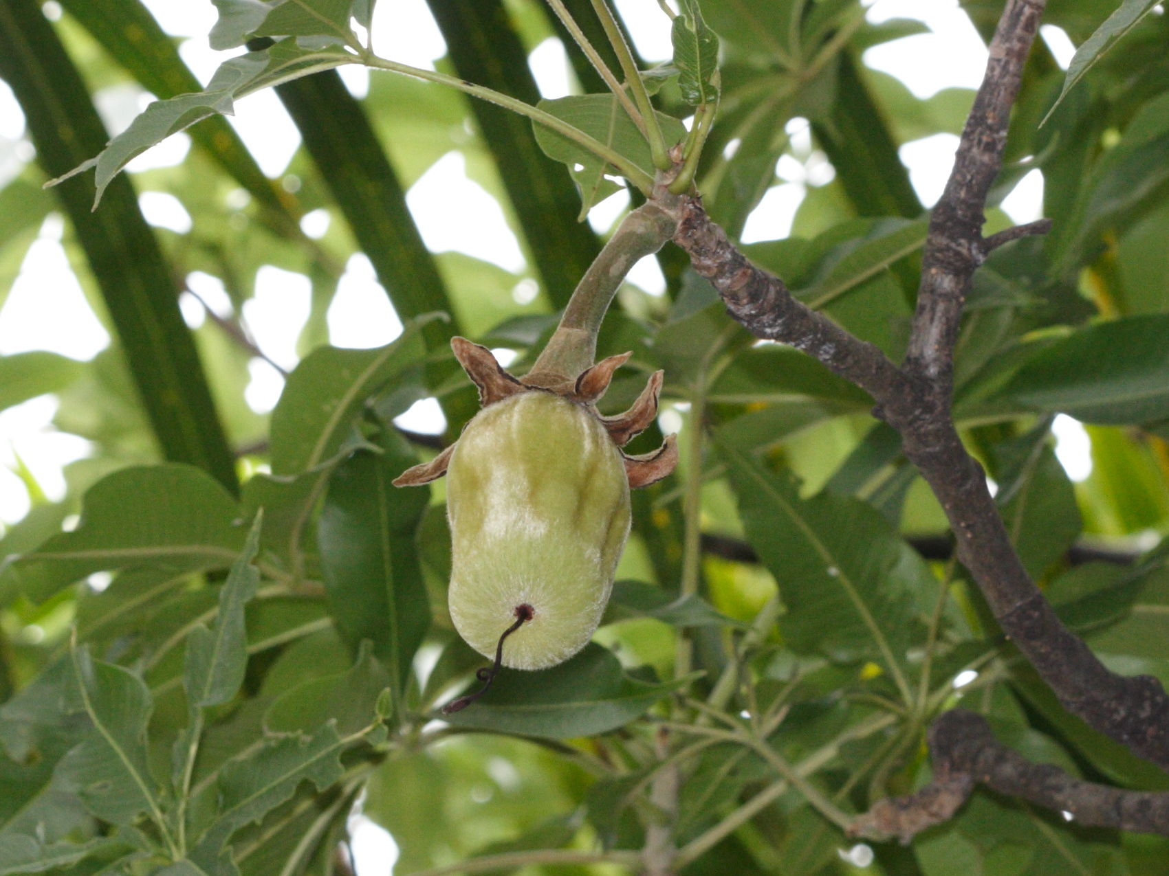 adansonia_digitata6cbd