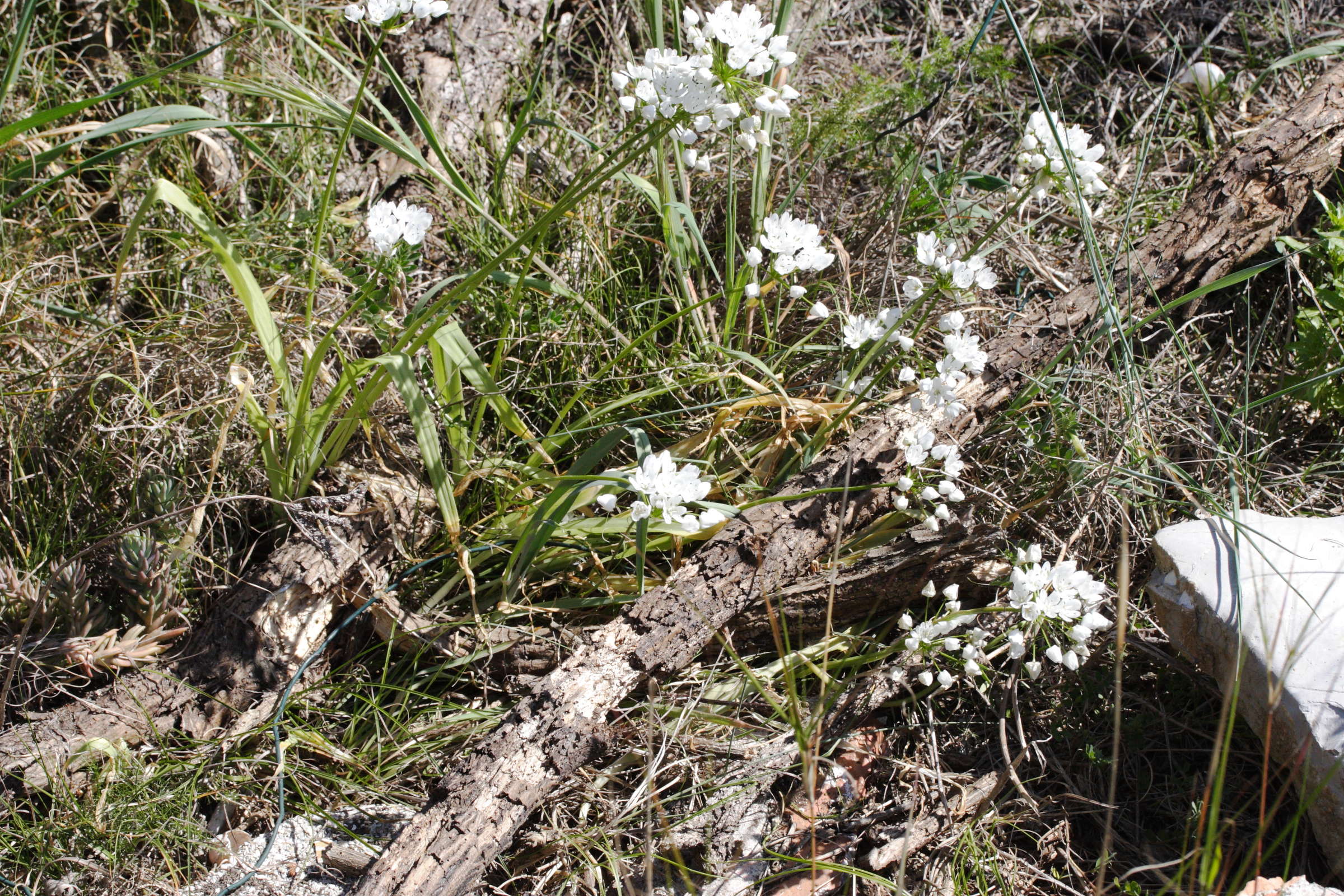 allium_neapolitanum2md