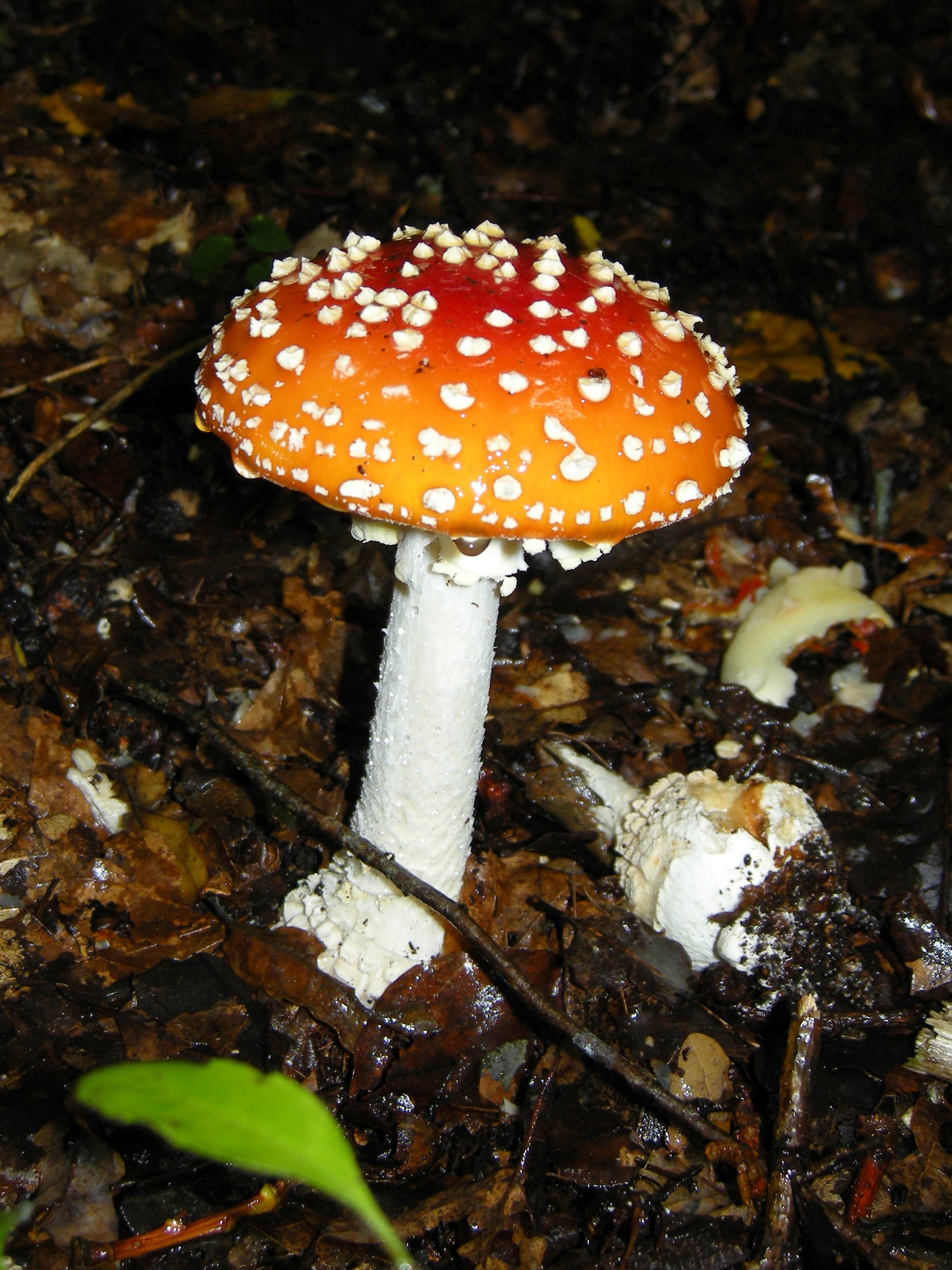 amanita_muscaria3md