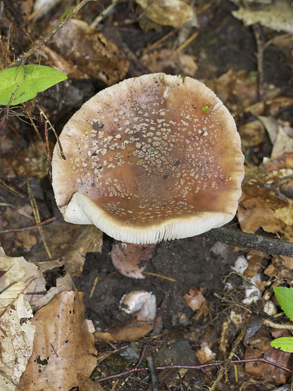 Afficher le média amanita_rubescens5md amanita_rubescens5md