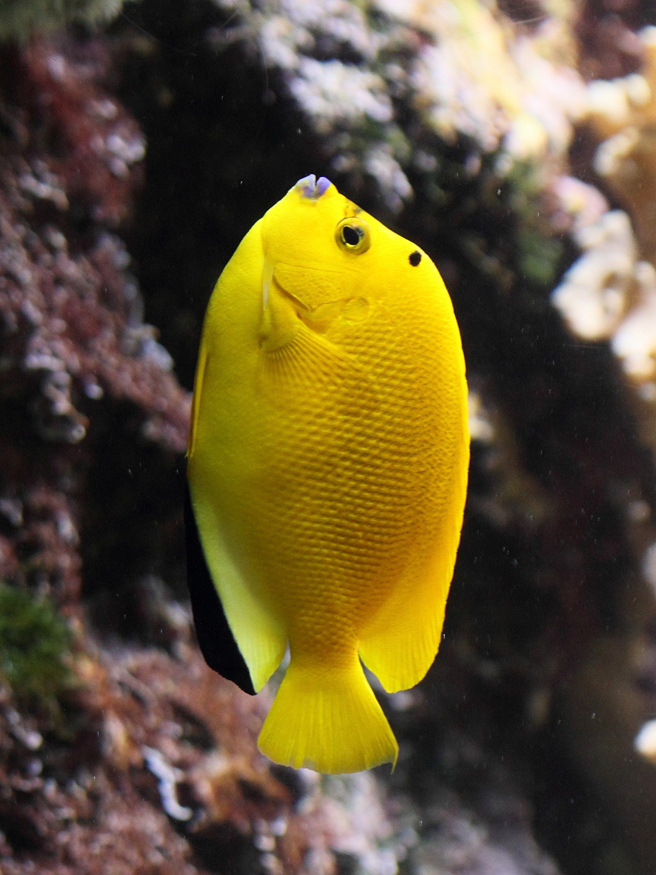 Afficher le média apolemichthys_trimaculatus2bd apolemichthys_trimaculatus2bd