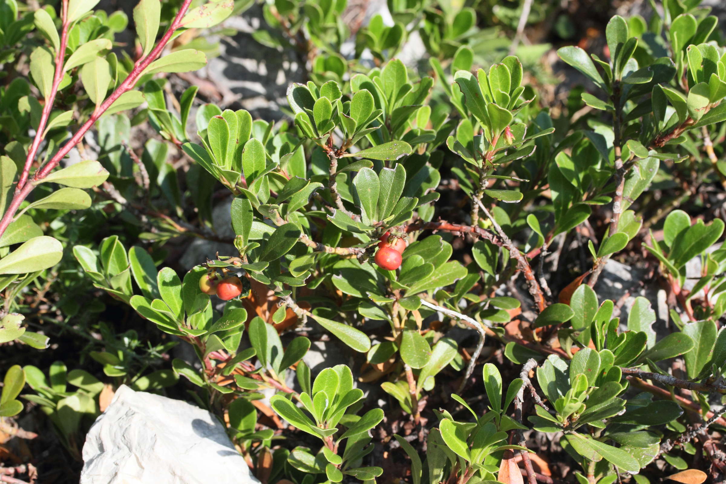 Afficher le média arctostaphyllos_uva-ursi1md arctostaphyllos_uva-ursi1md
