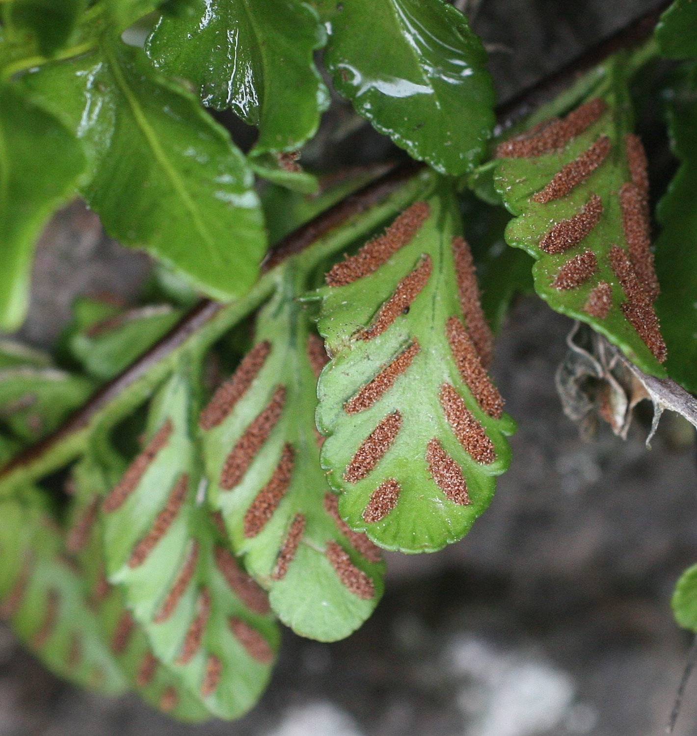asplenium_marinum3md