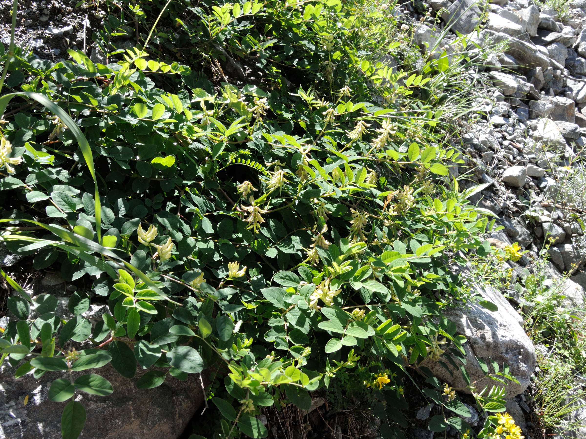 Afficher le média astragalus_glycyphyllos8md astragalus_glycyphyllos8md