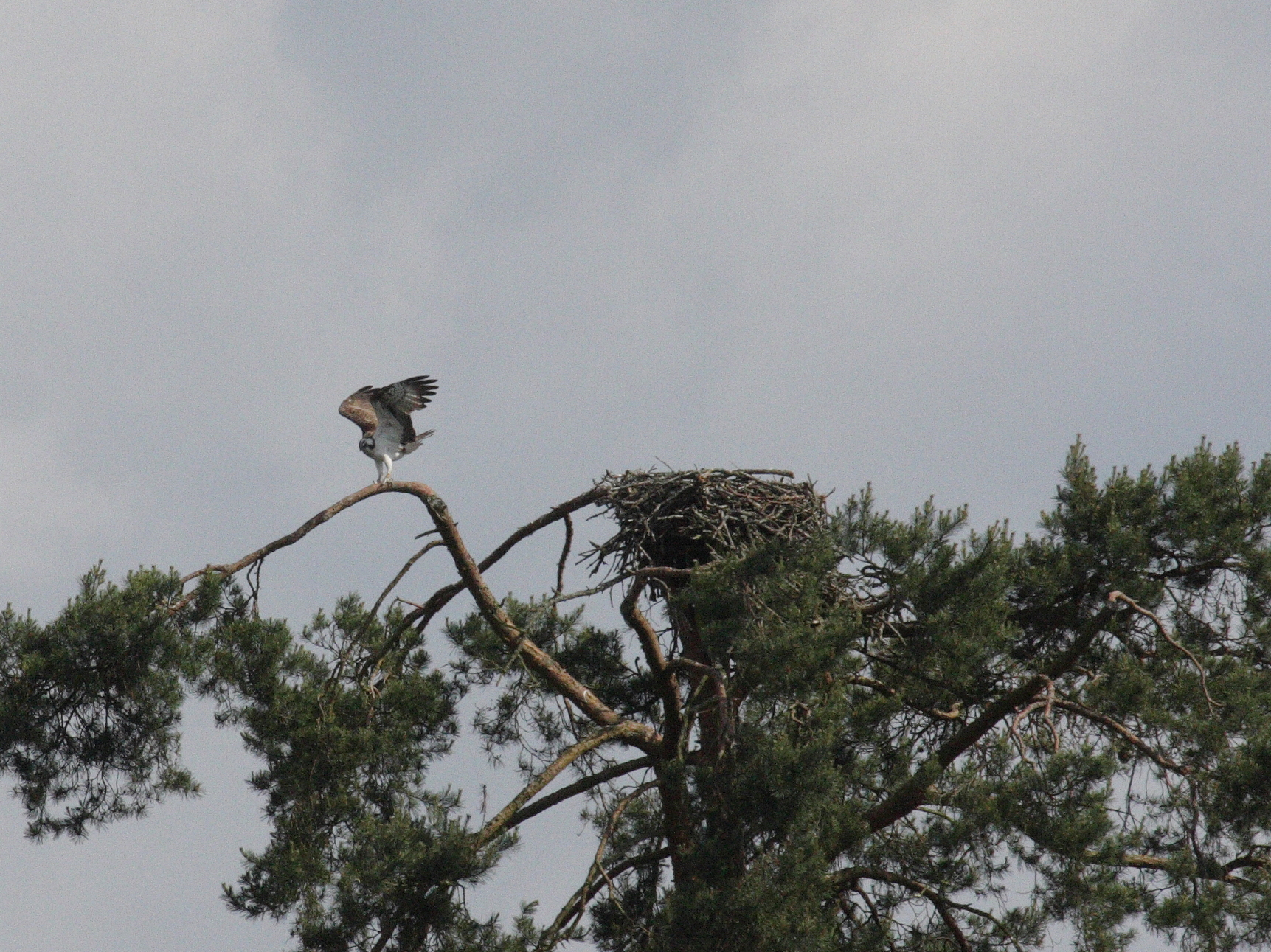 balbuzard_pecheur_-_pandion_haliaetus1bd