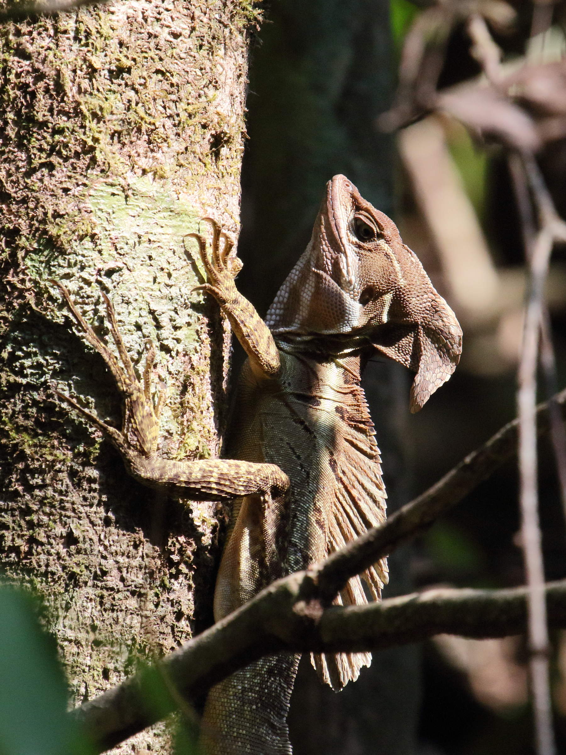 basiliscus_basiliscus4bd