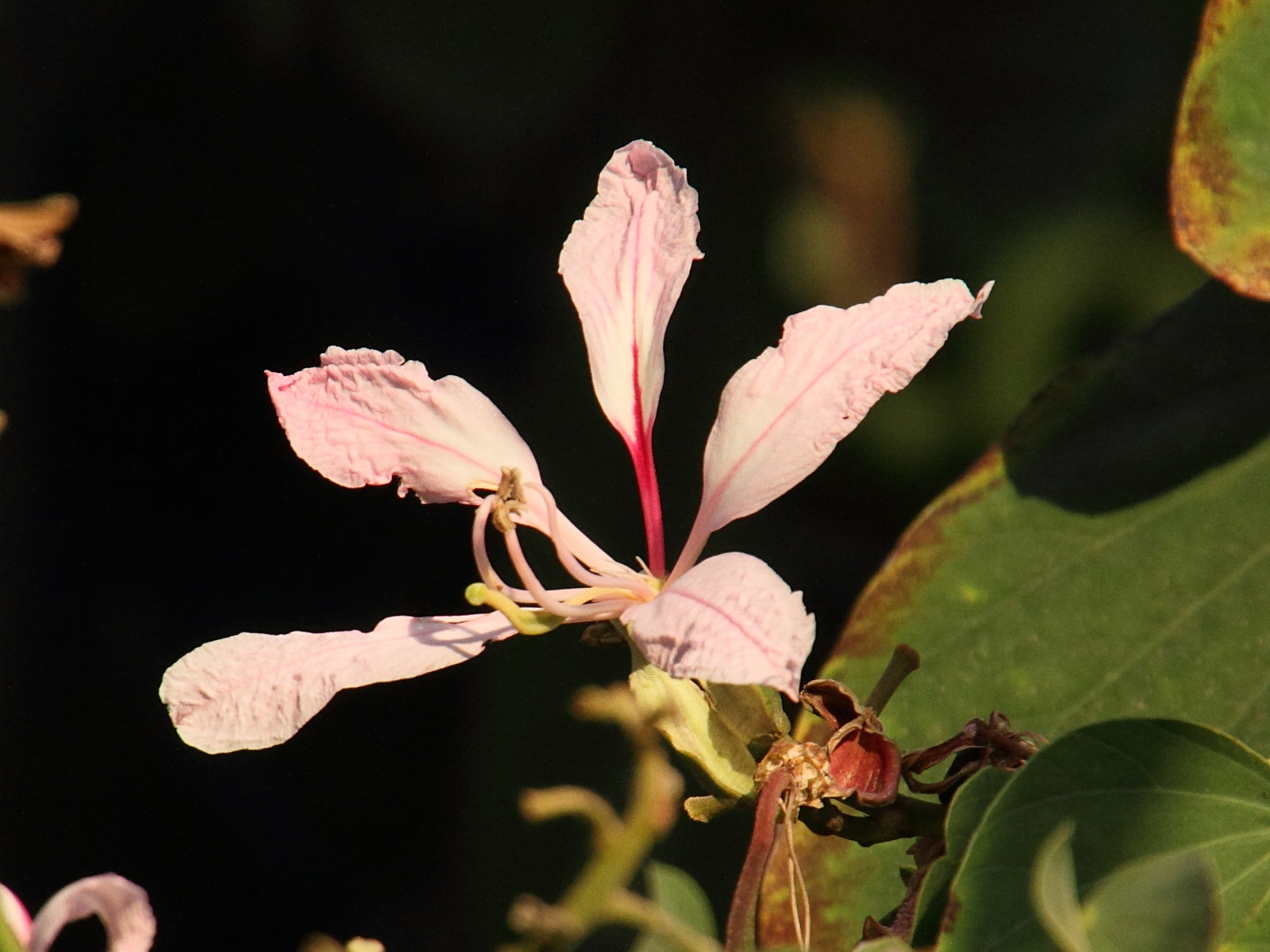 bauhinia_purpurea6md
