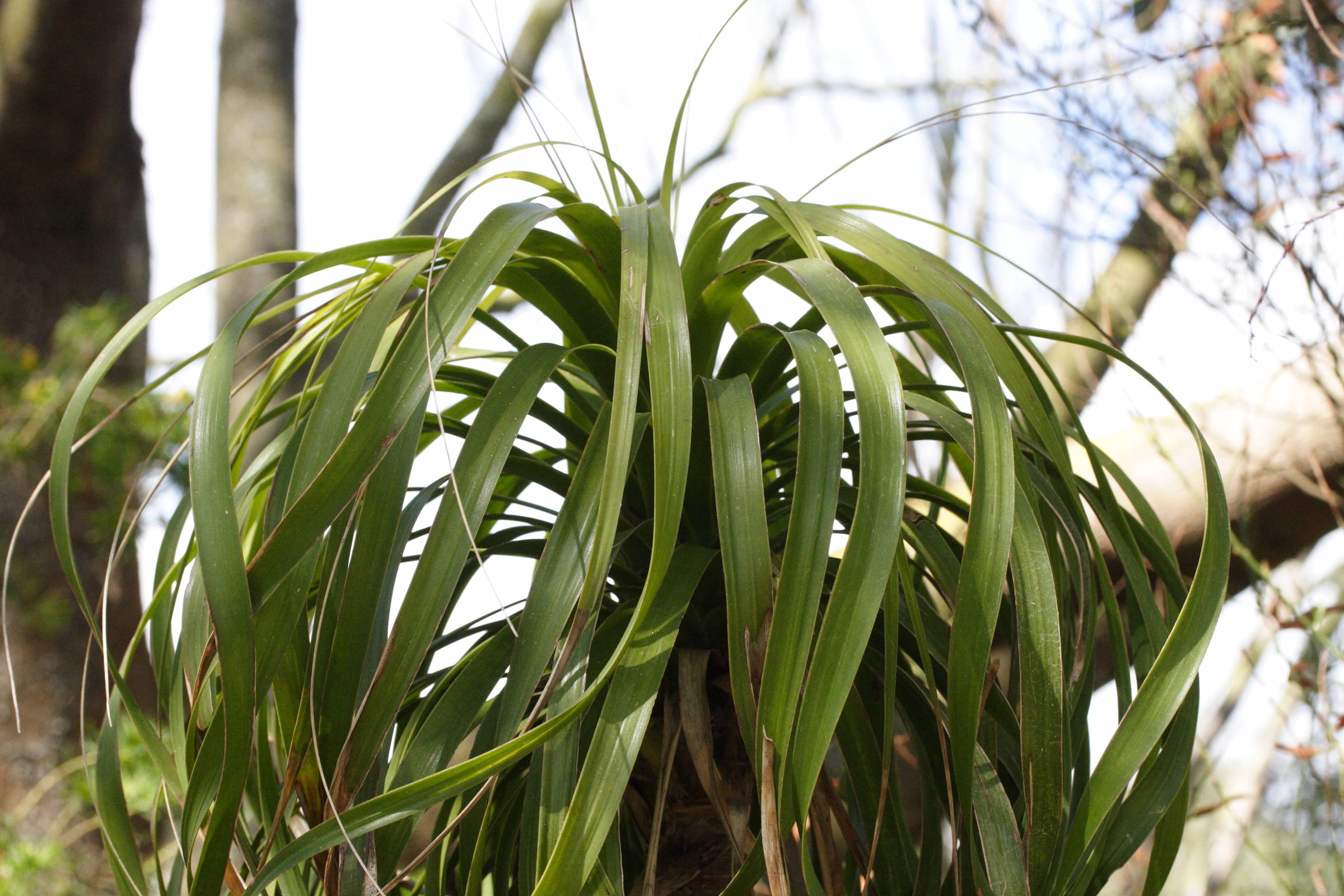 beaucarnea_recurvata4md