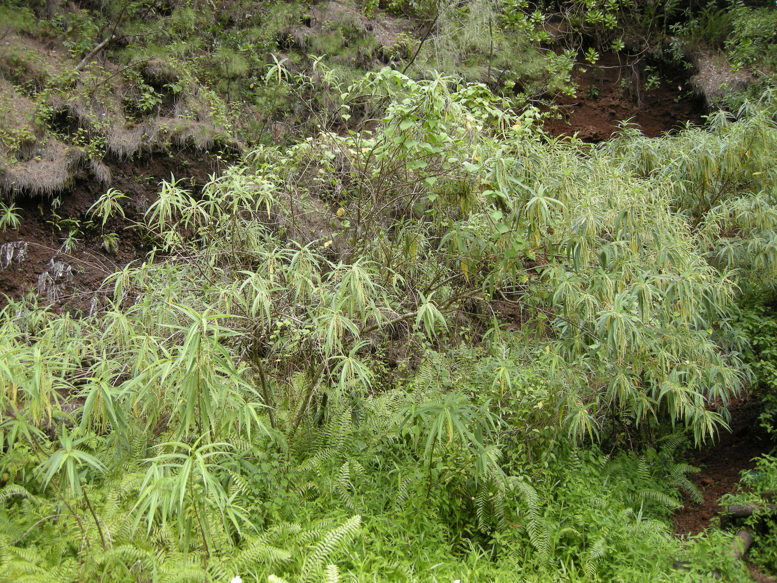 Afficher le média boehmeria_penduliflora1md boehmeria_penduliflora1md