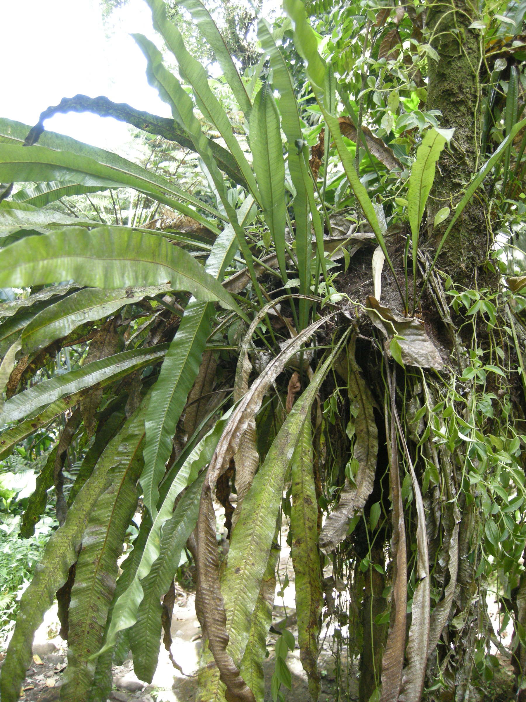 campyloneurum_phyllitidis1md