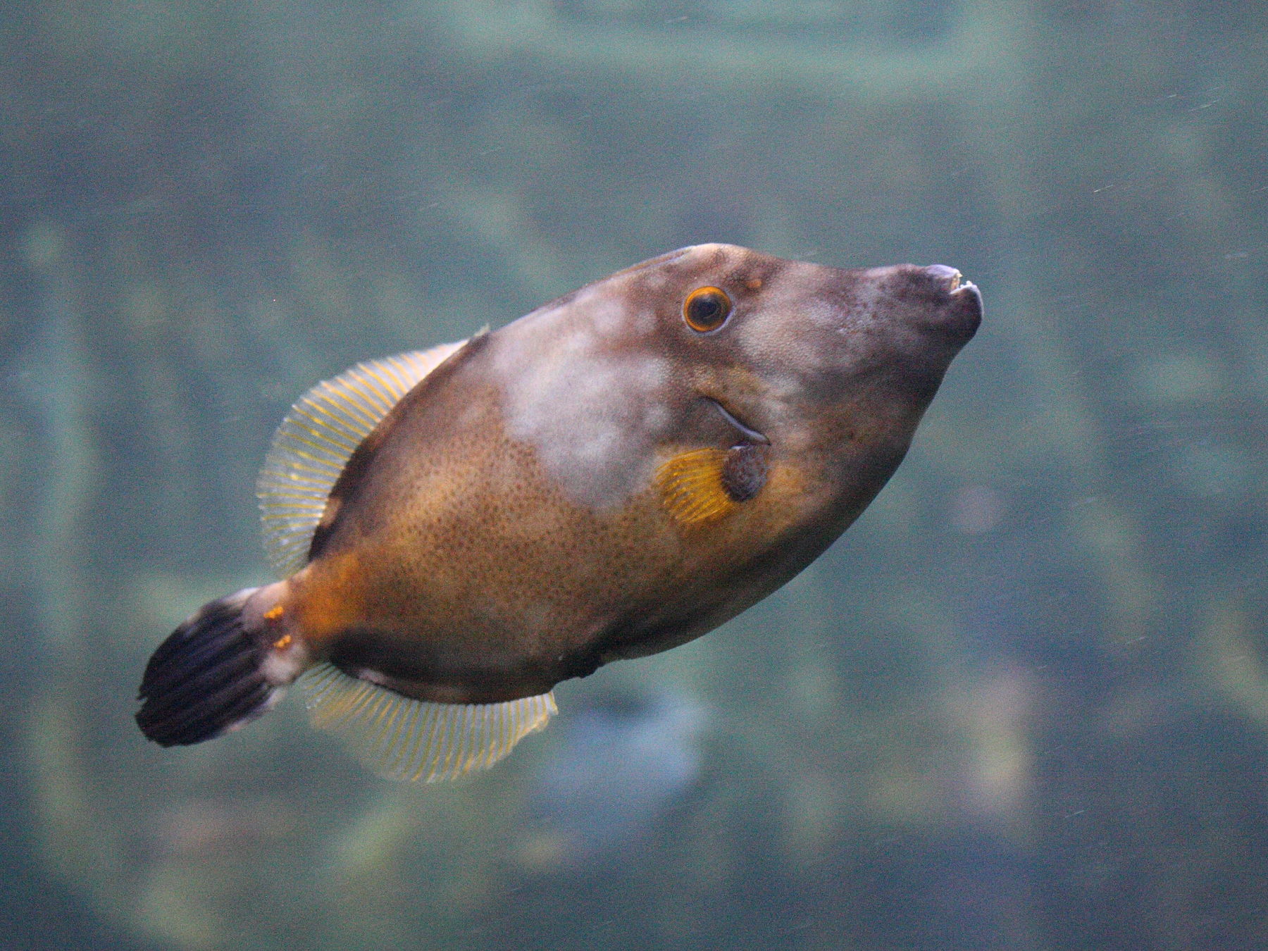 cantherhines_macrocerus1md