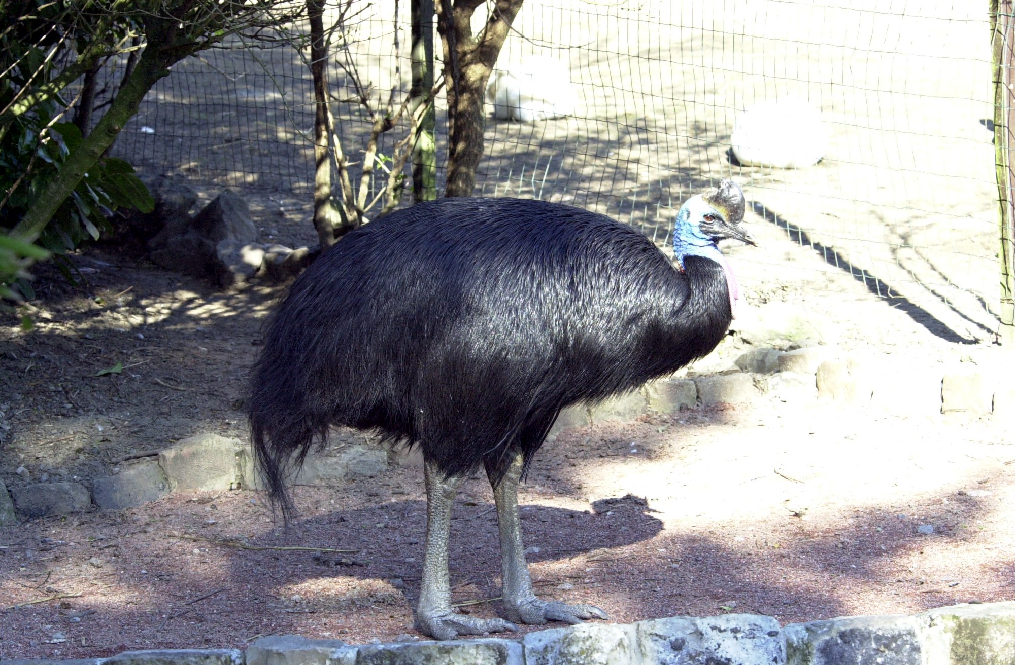 casoar_a_casque_-_casuarius_casuarius1md