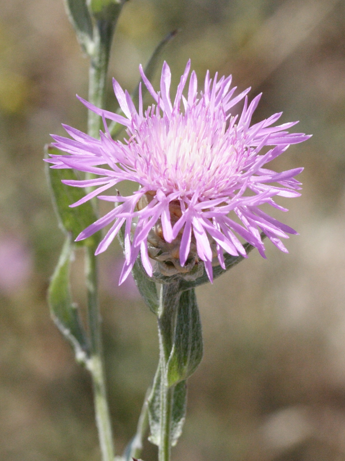 Centaurea_jacea