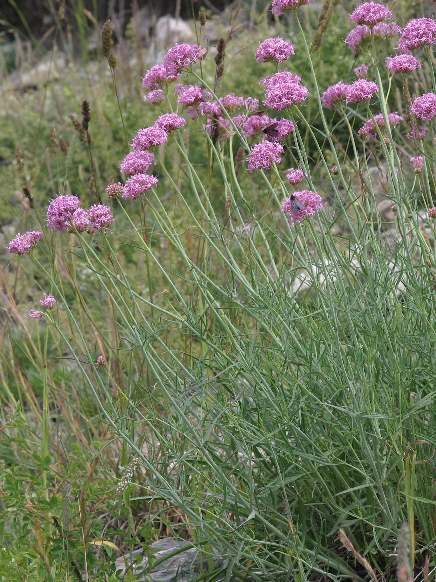 Afficher le média centranthus_angustifolius2md centranthus_angustifolius2md