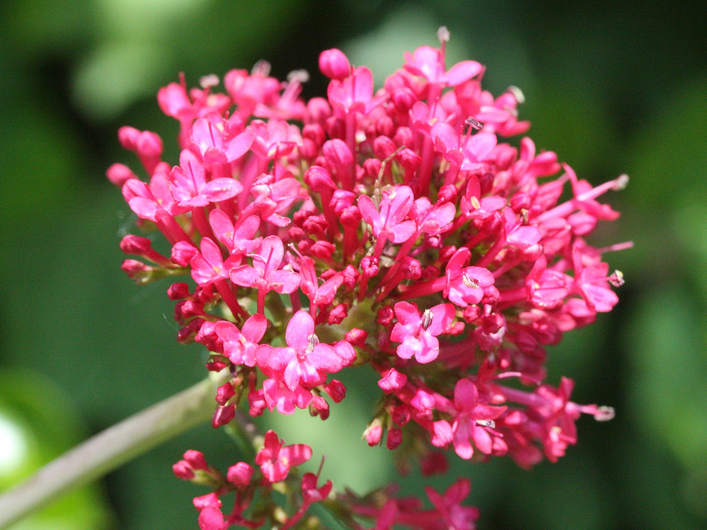 centranthus_ruber2bmd