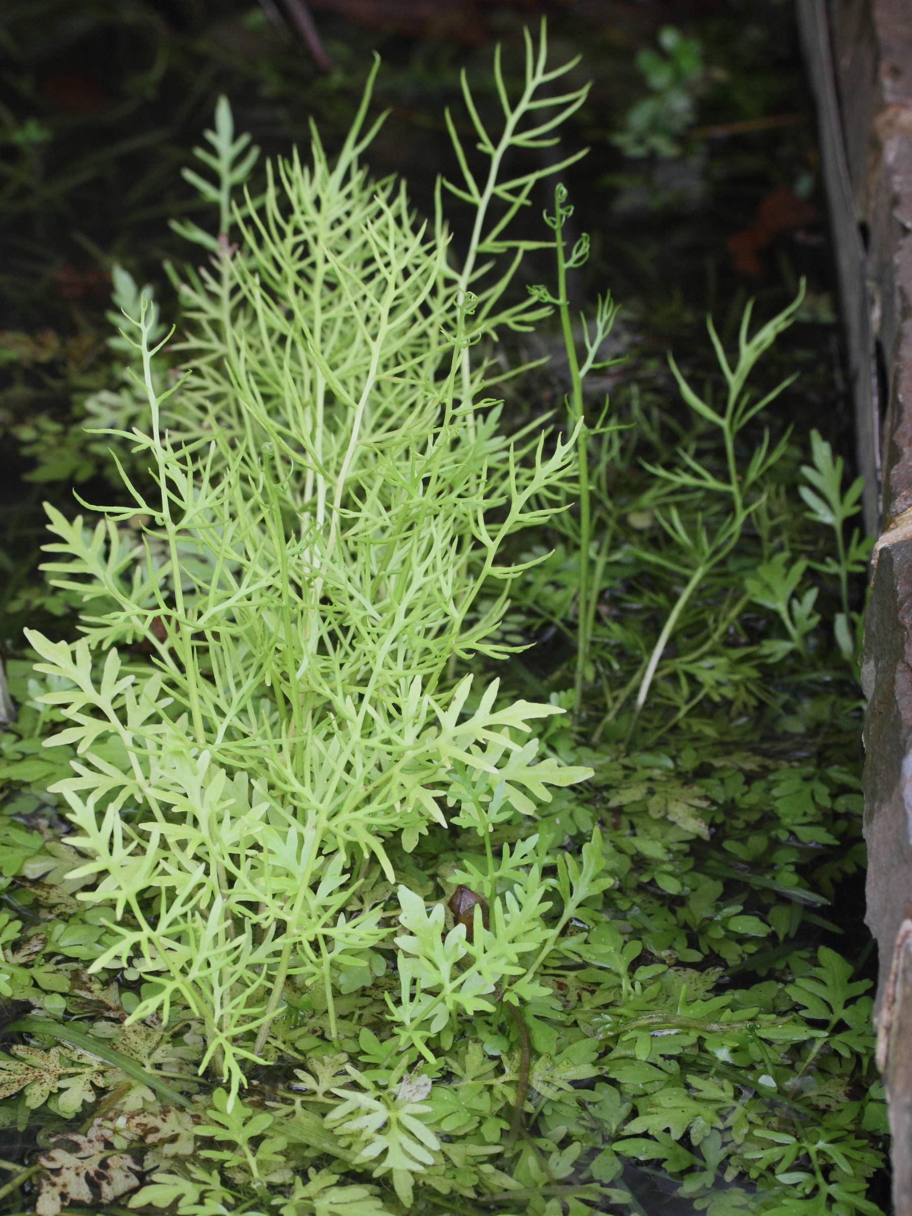 ceratopteris_thalictroides1md