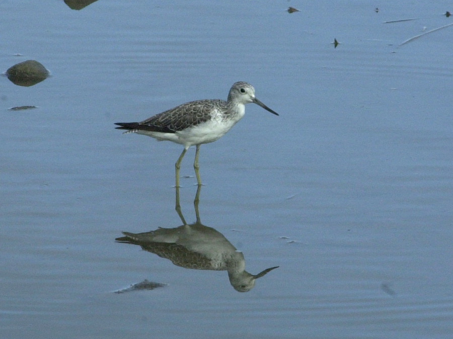 chevalier_aboyeur_-_tringa_nebularia2md