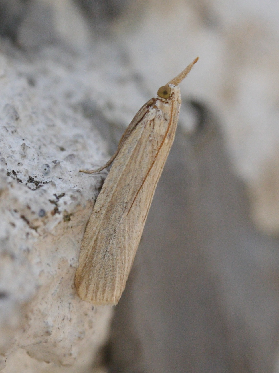 chilo_phragmitella1md