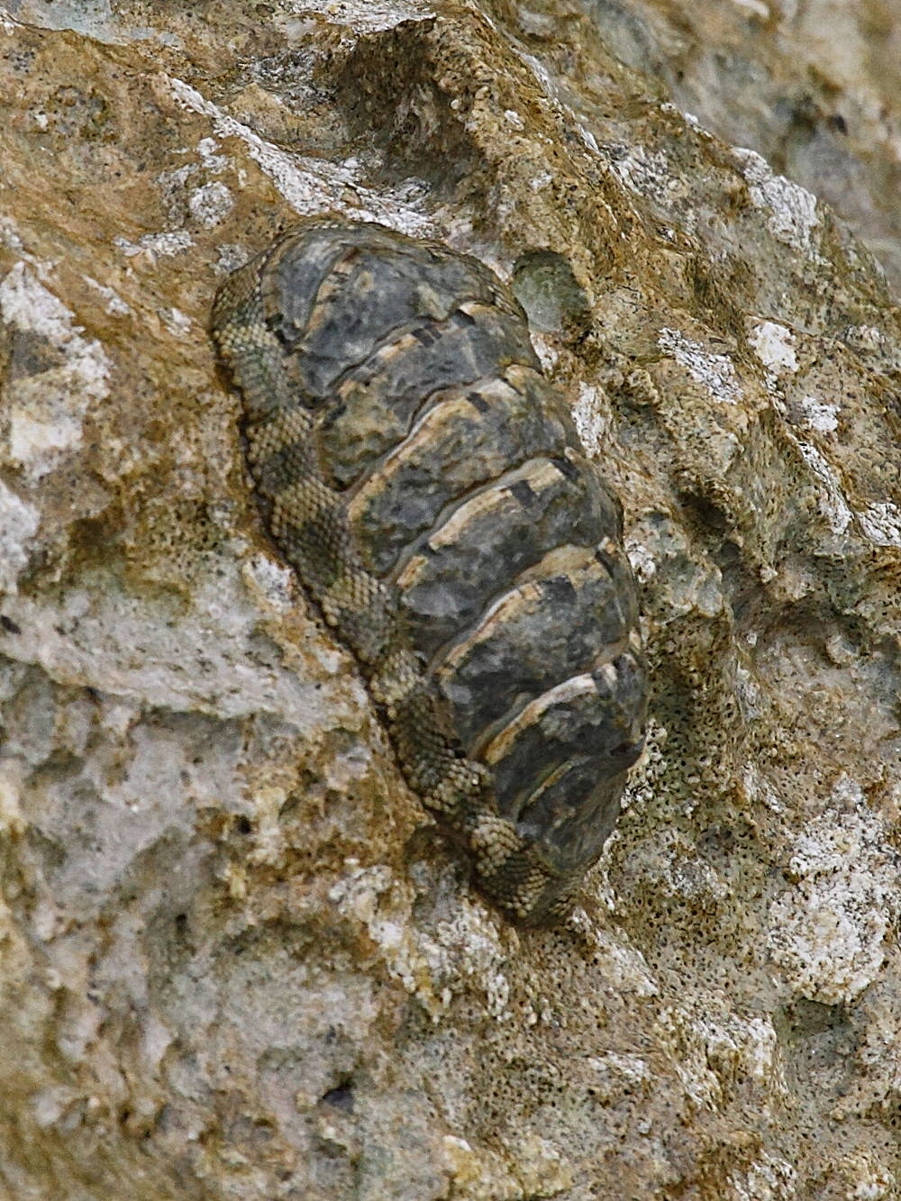 chiton_marmoratus1bd