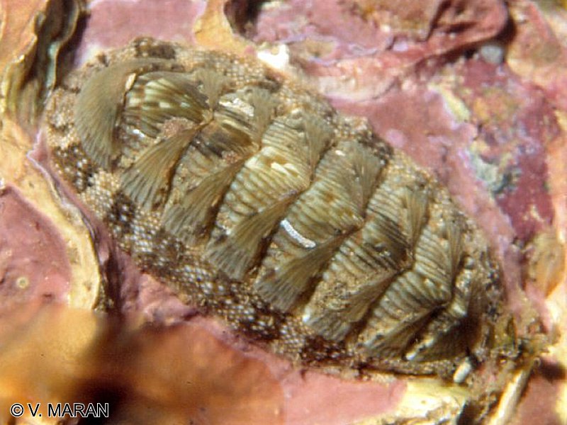 chiton_olivaceus1vm