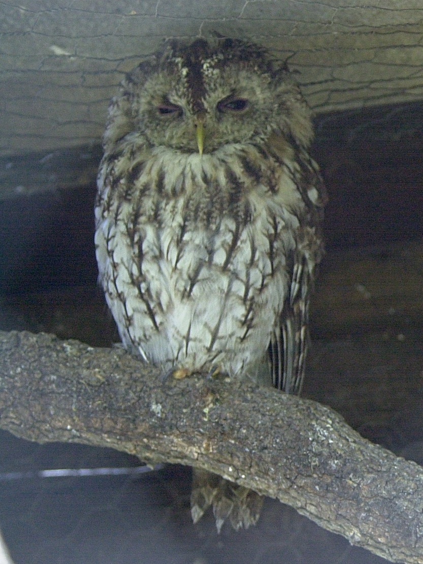 chouette_hulotte_-_strix_aluco1md