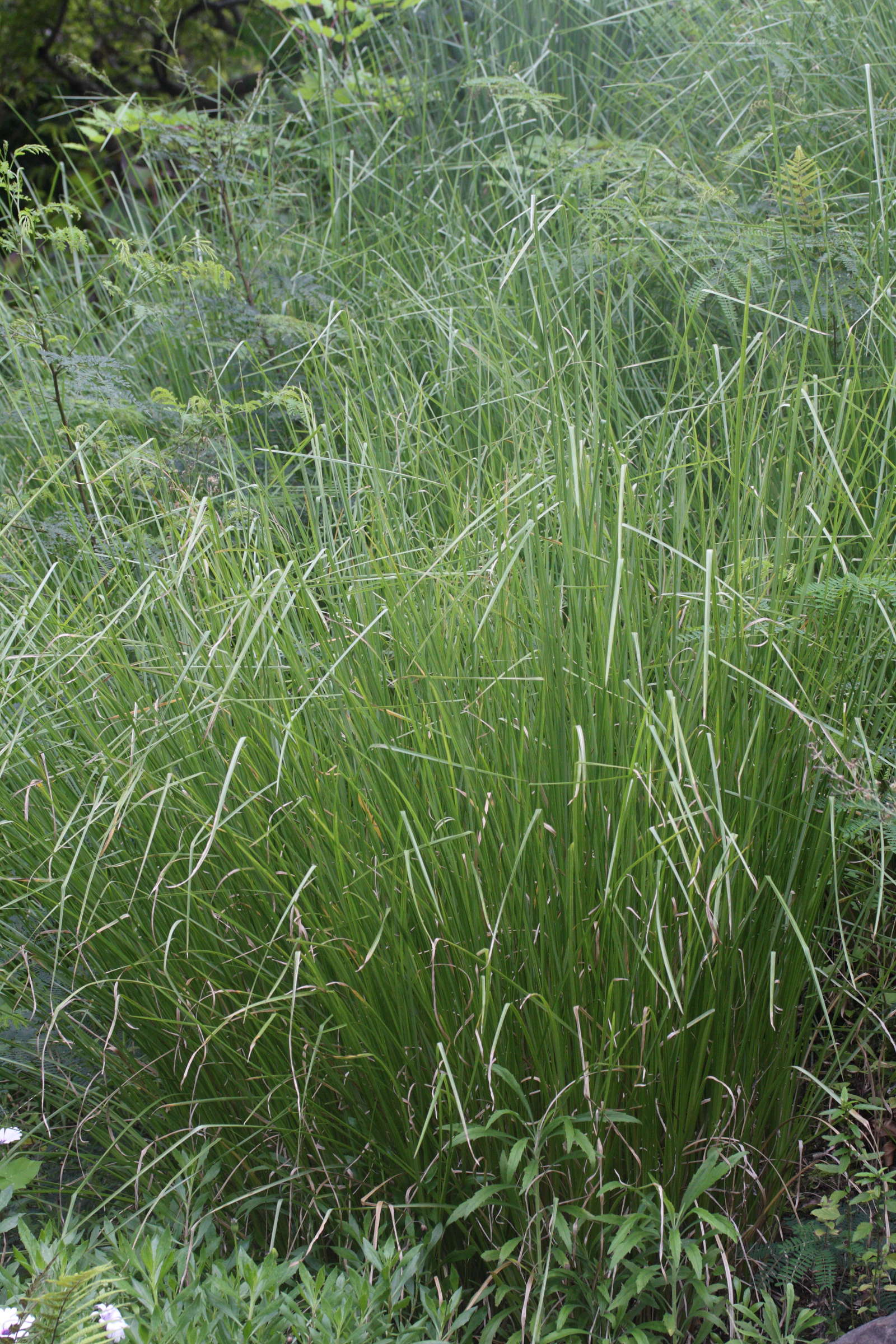 chrysopogon_zizanioides2md