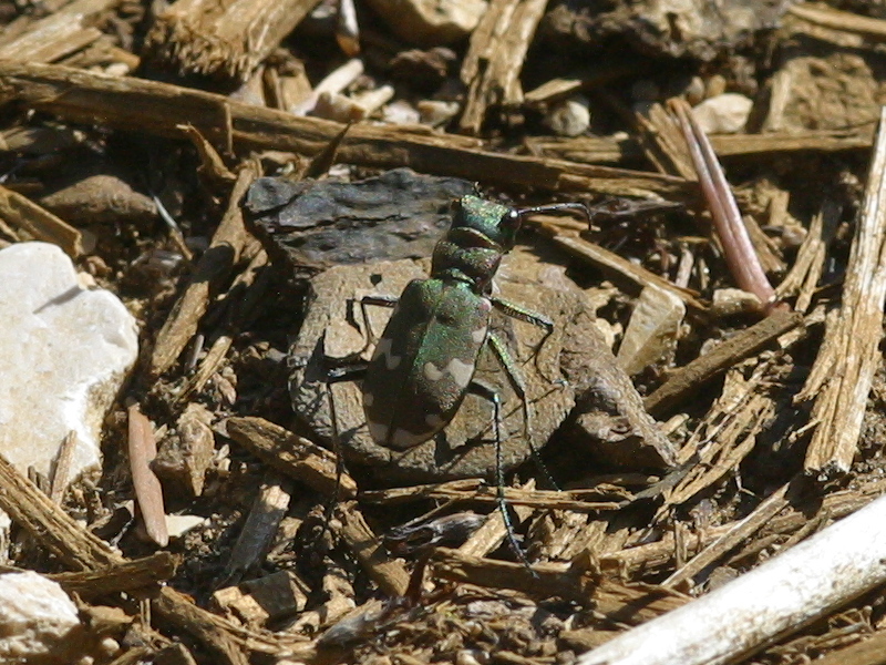 cicindela_hybrida_riparia1bd