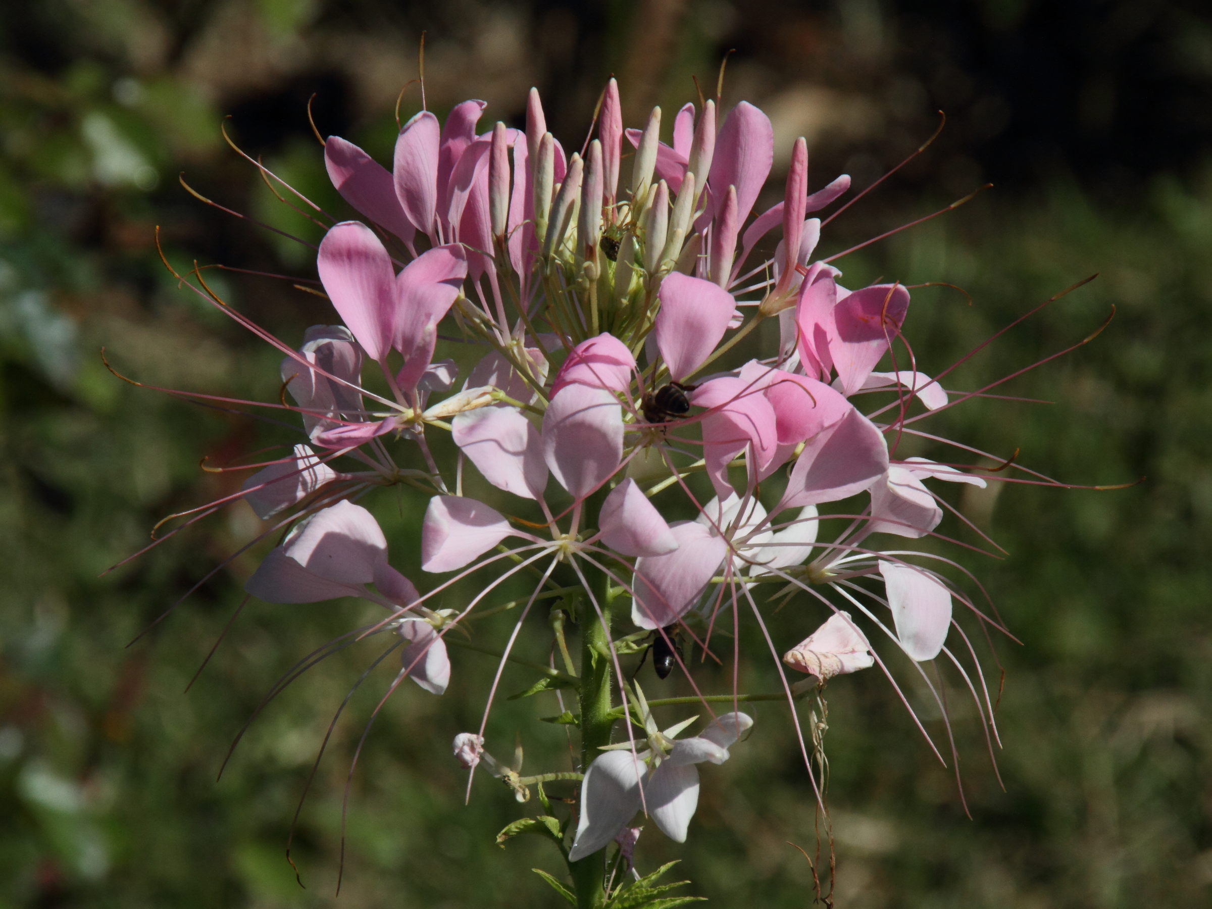 cleome_speciosa2md