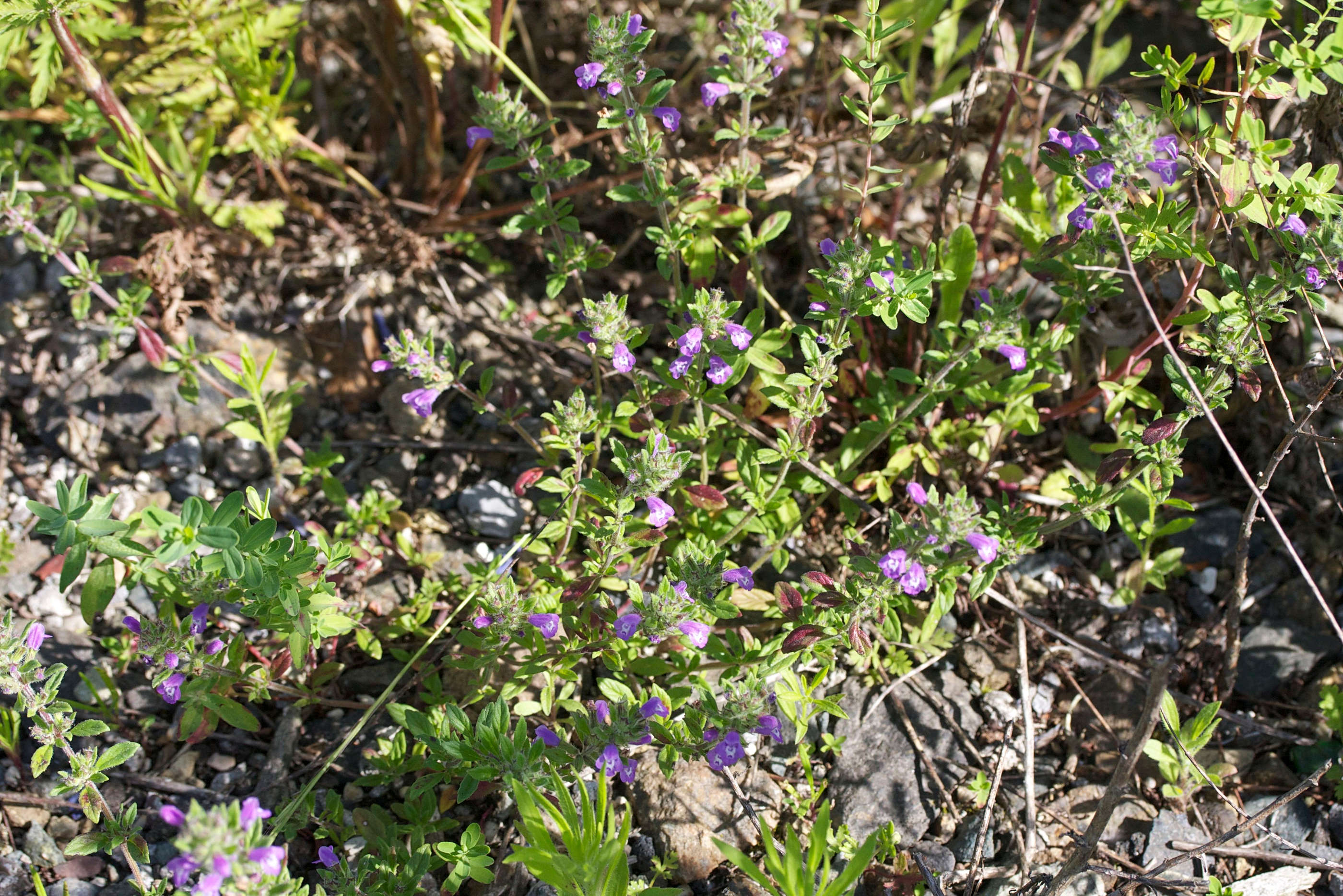 Afficher le média Clinopodium_acinos Clinopodium_acinos