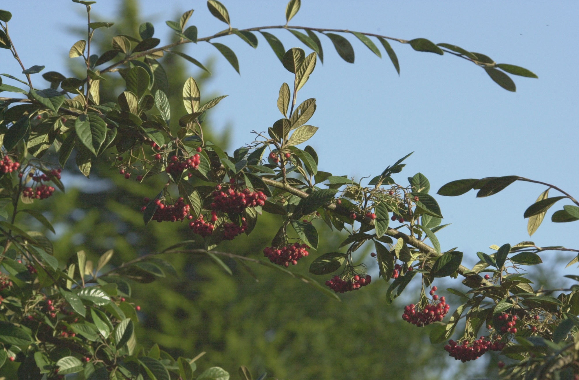 Afficher le média Cotoneaster_franchetii Cotoneaster_franchetii