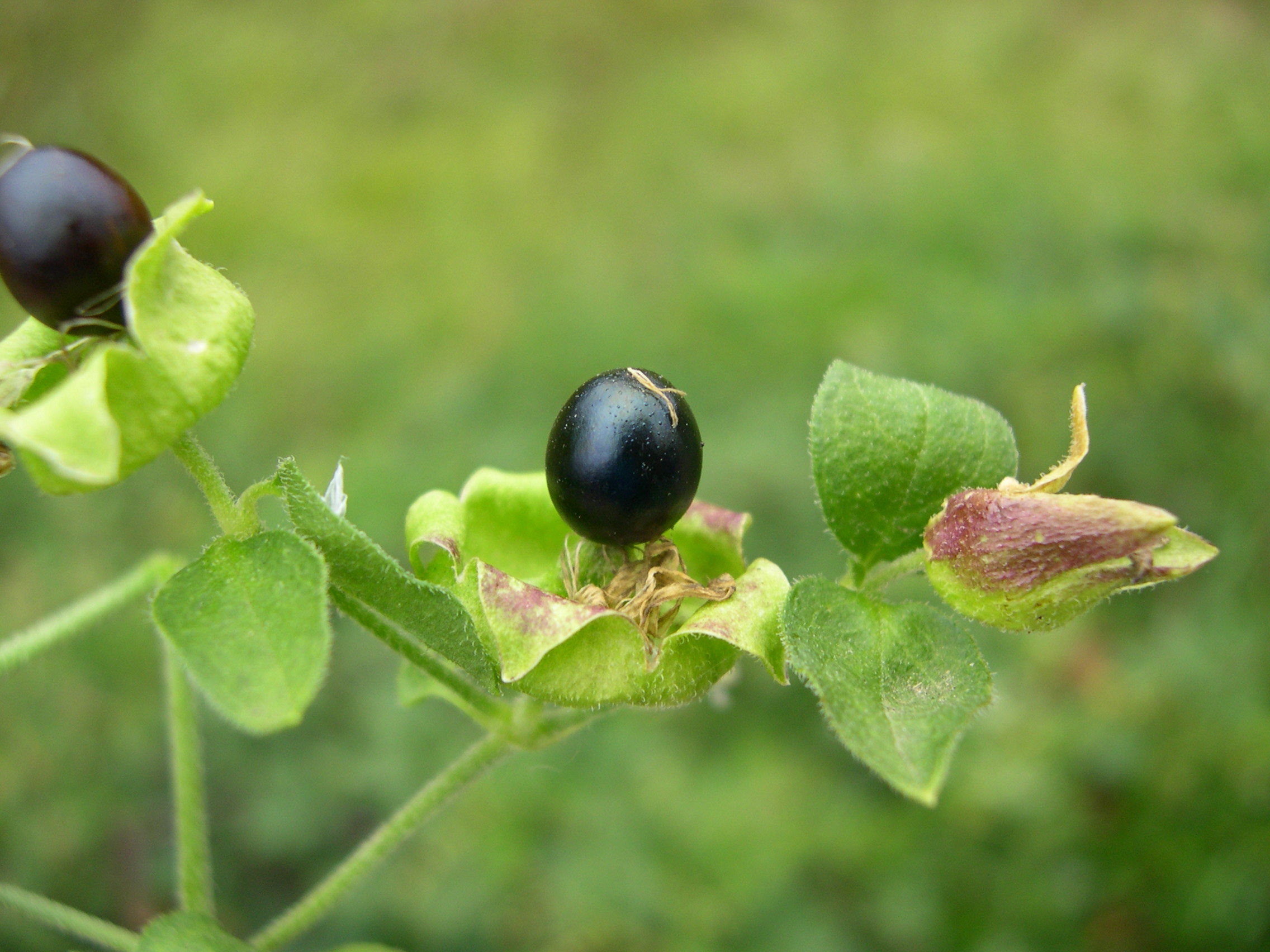 cucubalus_baccifer2md