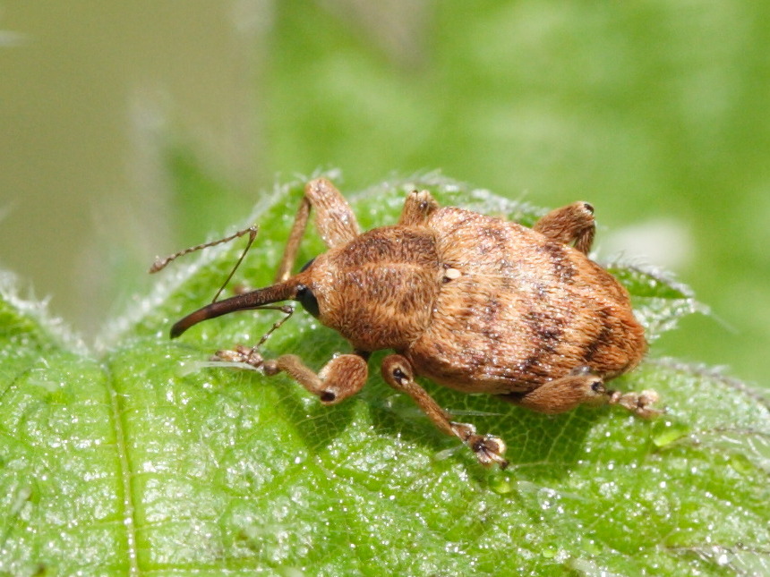 Afficher le média curculio_nucum2md curculio_nucum2md