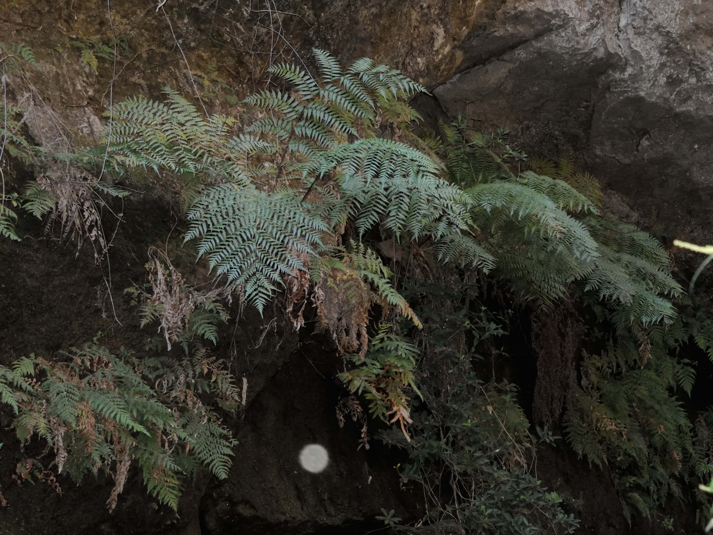 Afficher le média Cyathaea_isaloensis Cyathaea_isaloensis