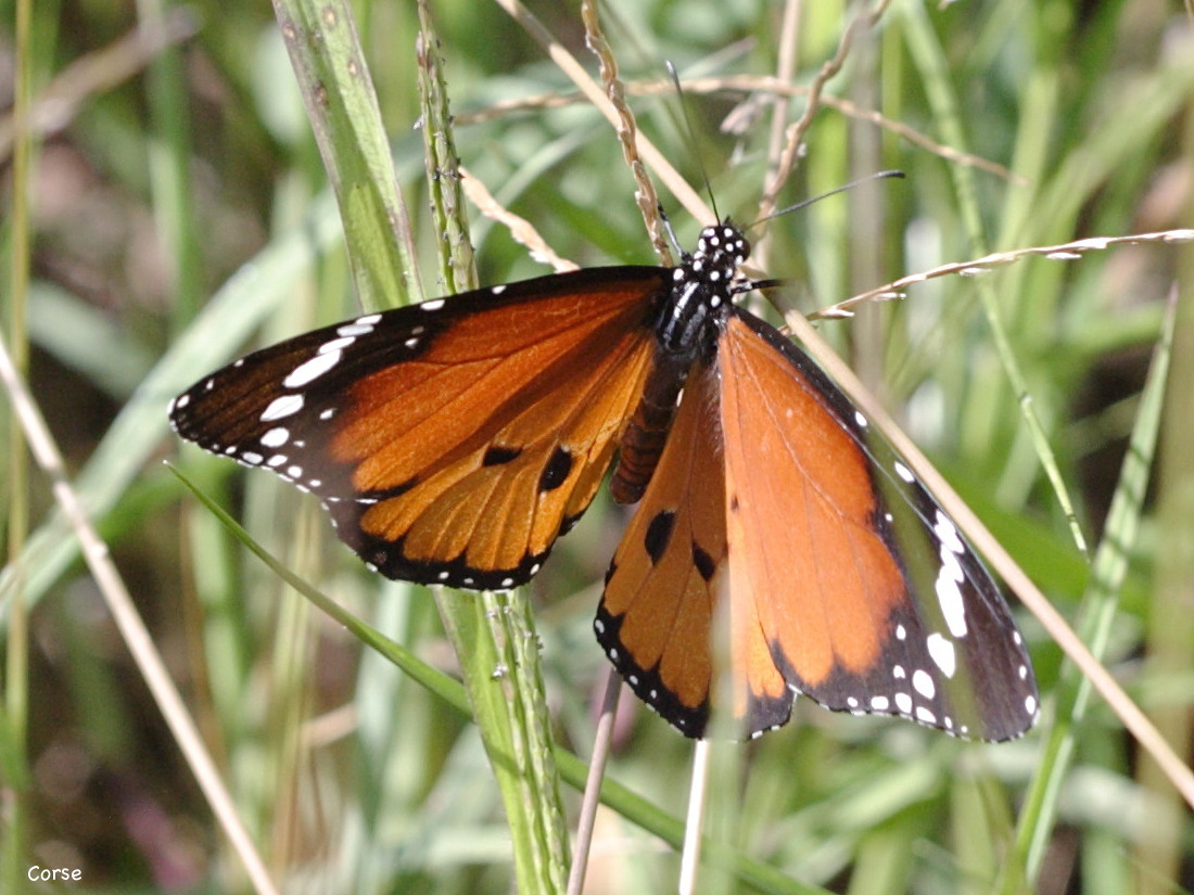 danaus_chrysippus2bd
