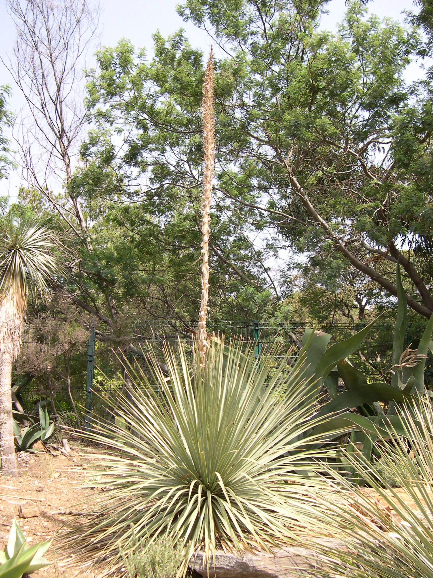 dasylirion_wheeleri2md