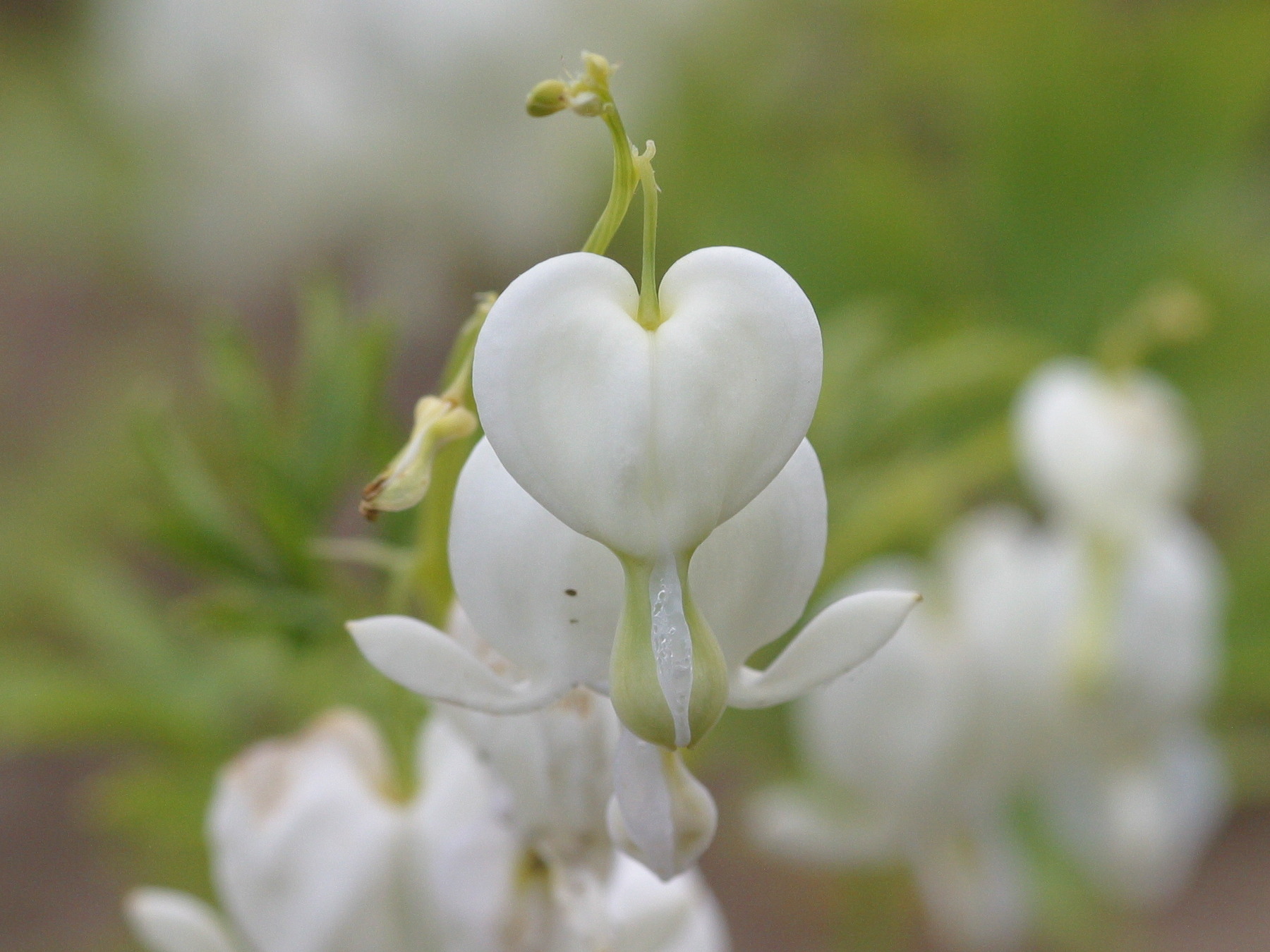 dicentra_spectabilis1bd