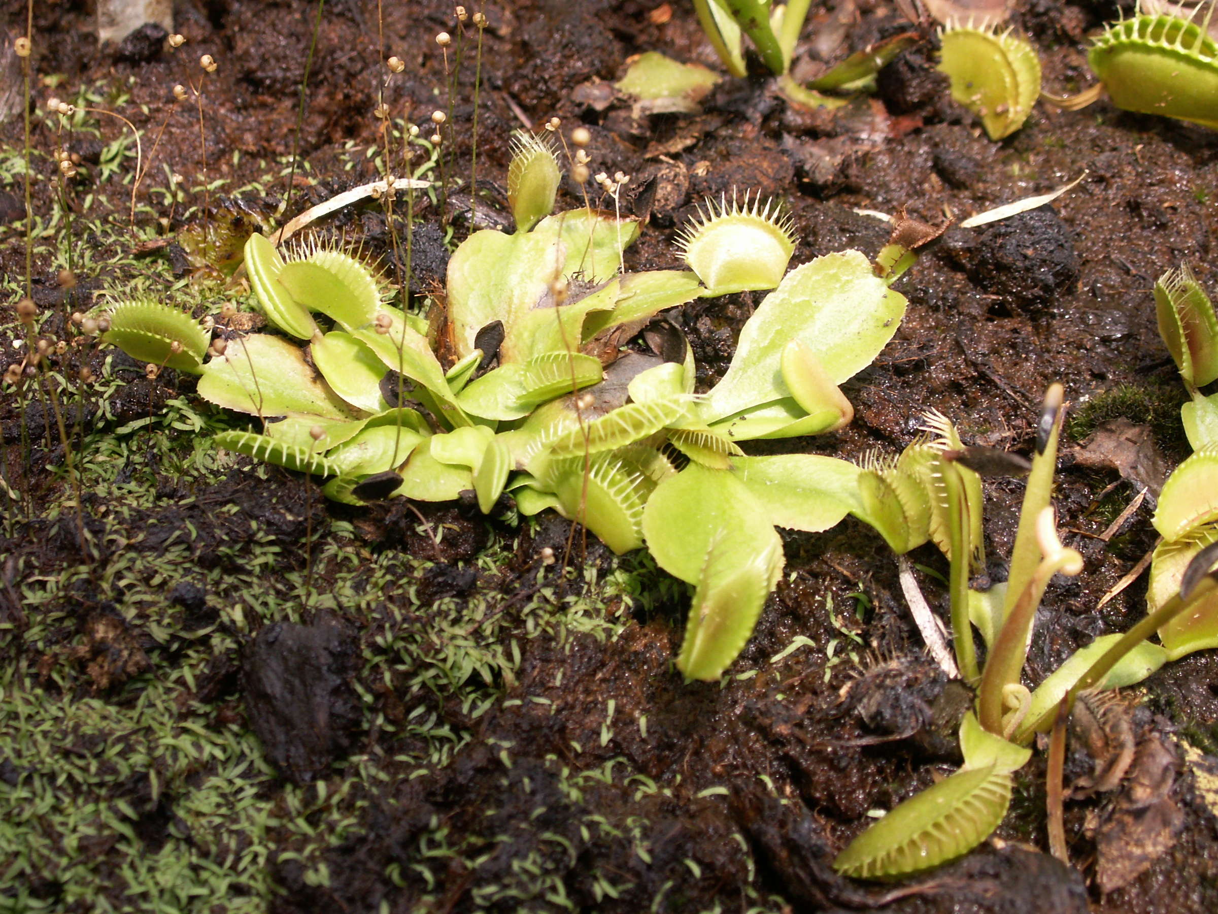 Afficher le média dionaea_muscipula2md dionaea_muscipula2md