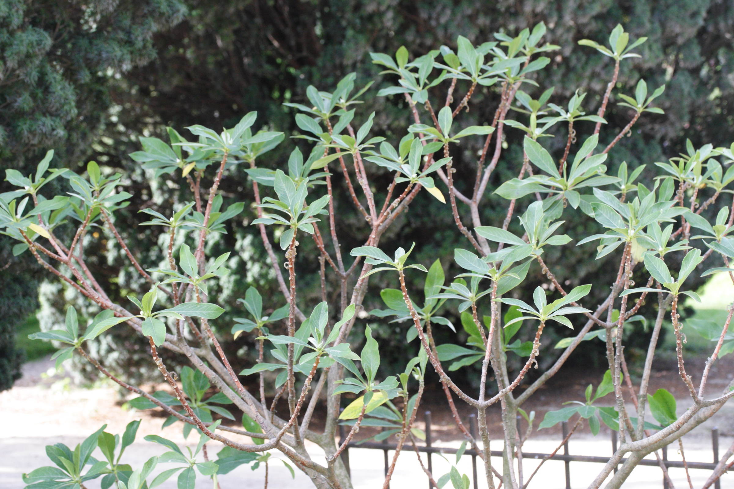 Afficher le média edgeworthia_papyrifera4md edgeworthia_papyrifera4md