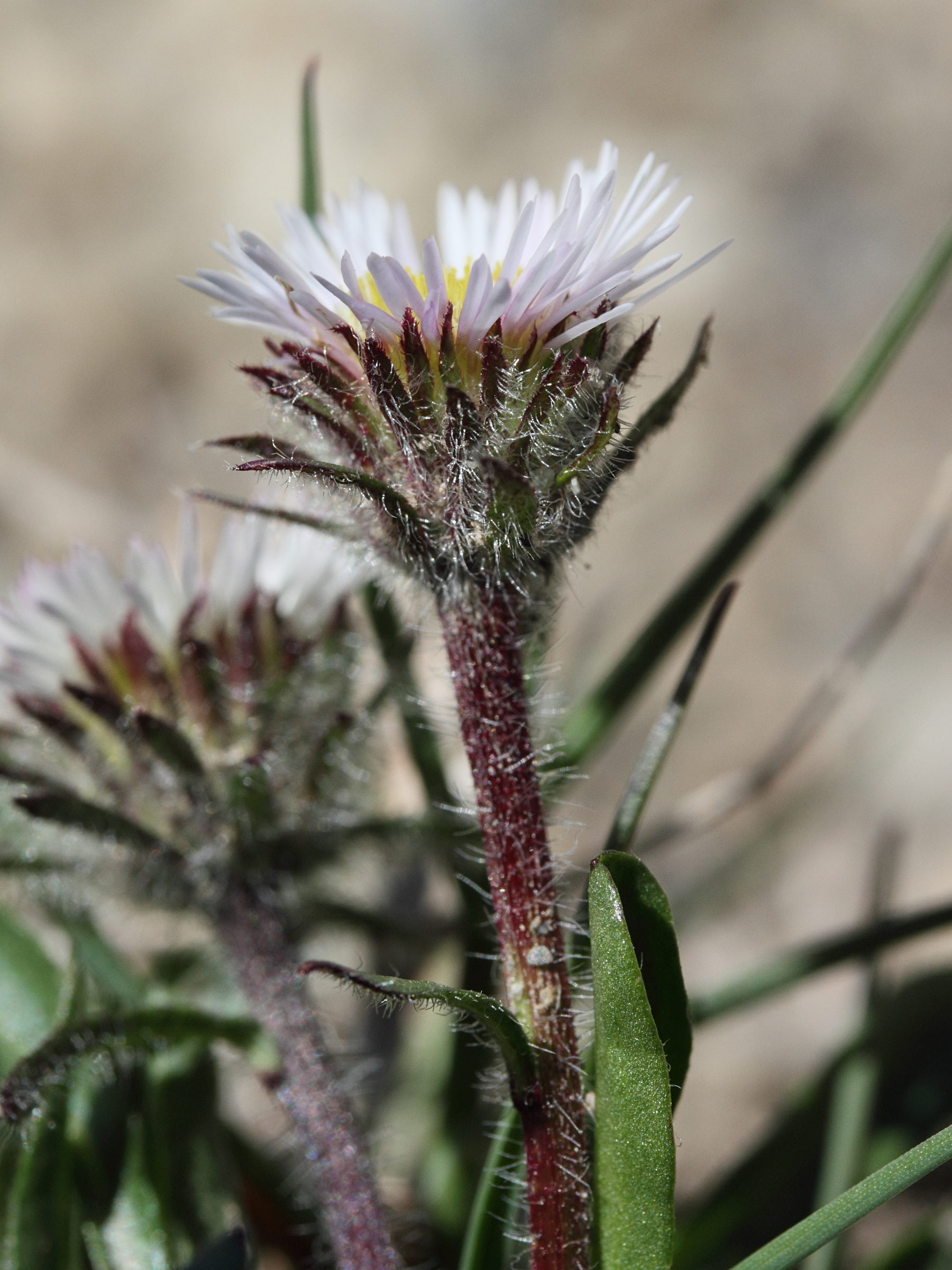 Afficher le média erigeron_uniflorus2md erigeron_uniflorus2md