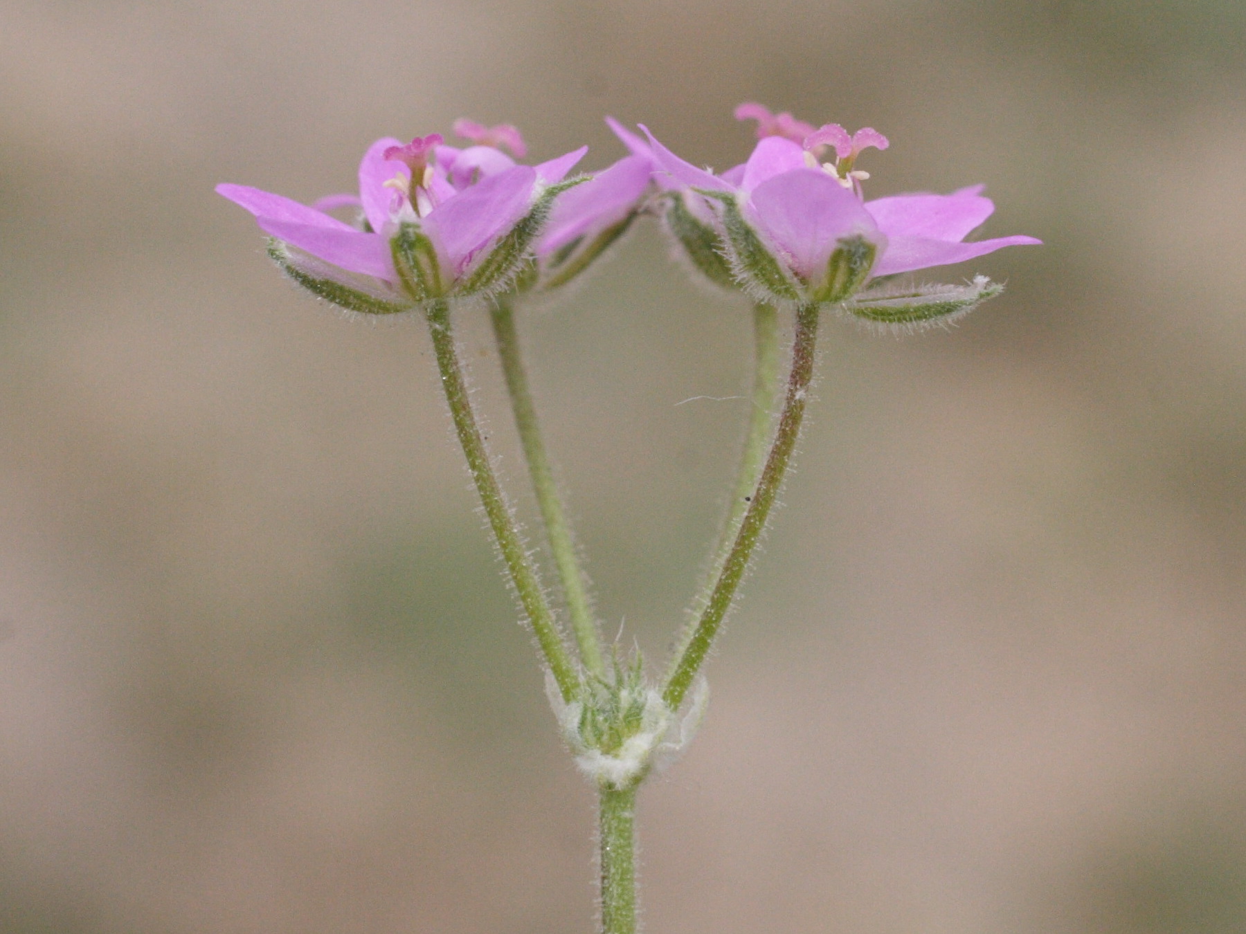 Erodium_malacoides
