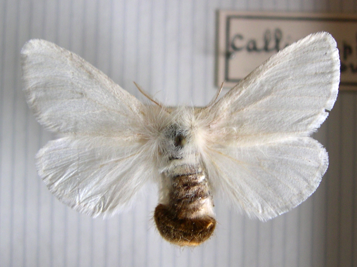 Euproctis_chrysorrhea