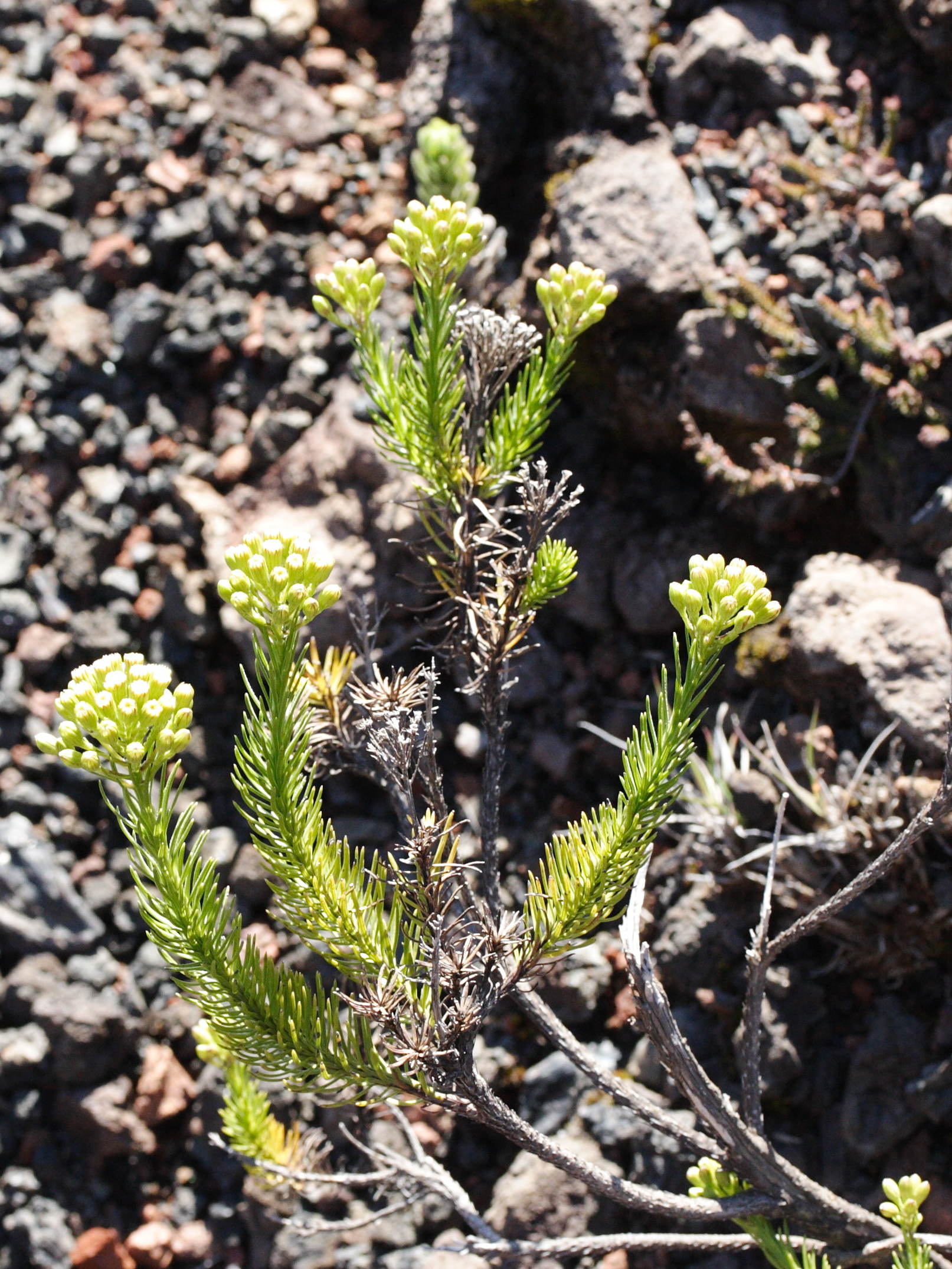 faujasia_pinifolia4md