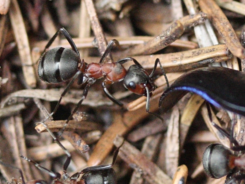 formica_polyctena5md