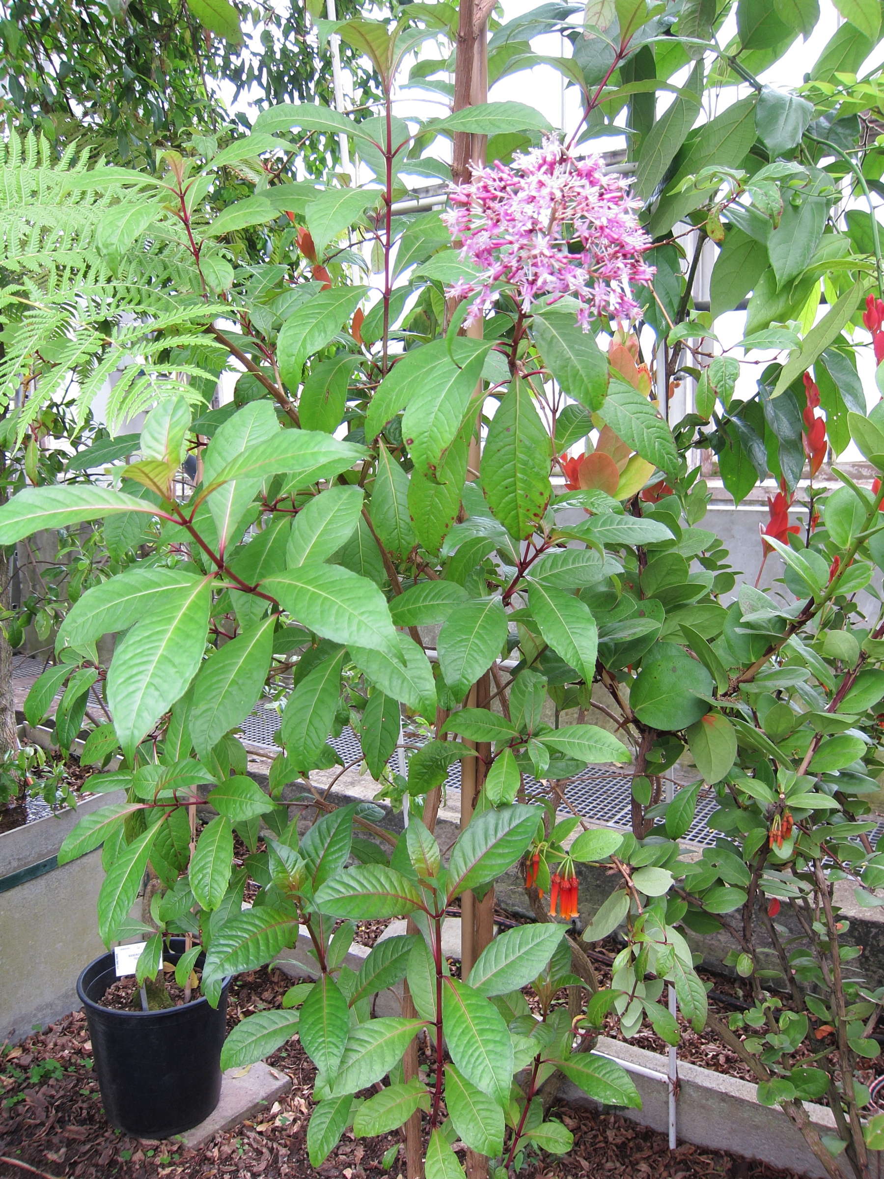 Afficher le média fuchsia_paniculata1bd fuchsia_paniculata1bd