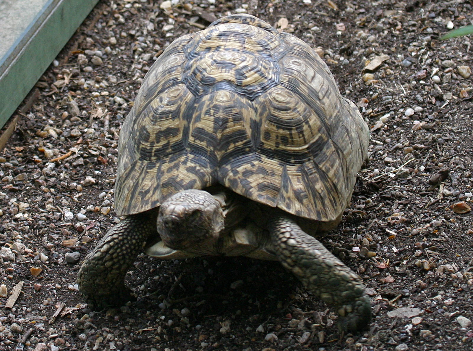 geochelone_pardalis2bd