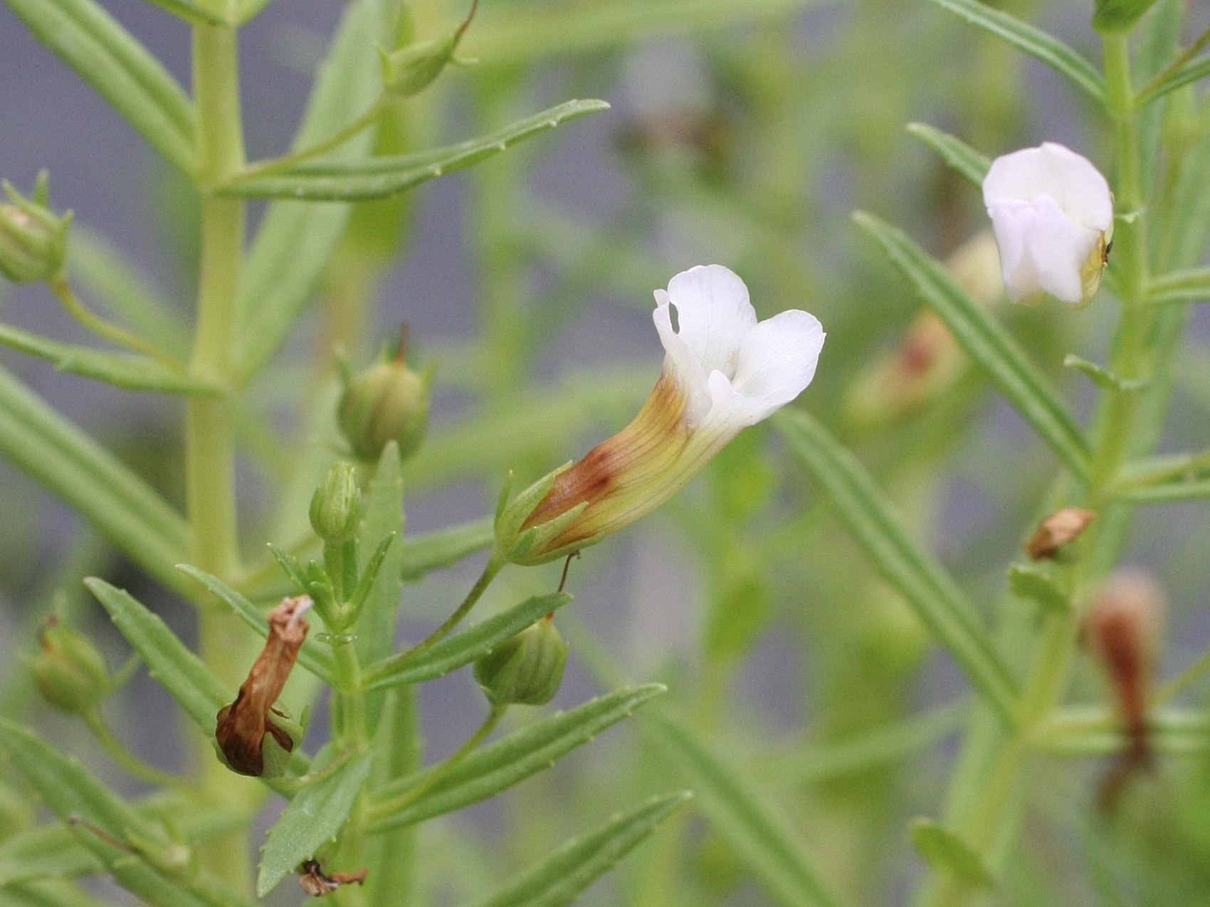 Afficher le média gratiola_officinalis3md gratiola_officinalis3md