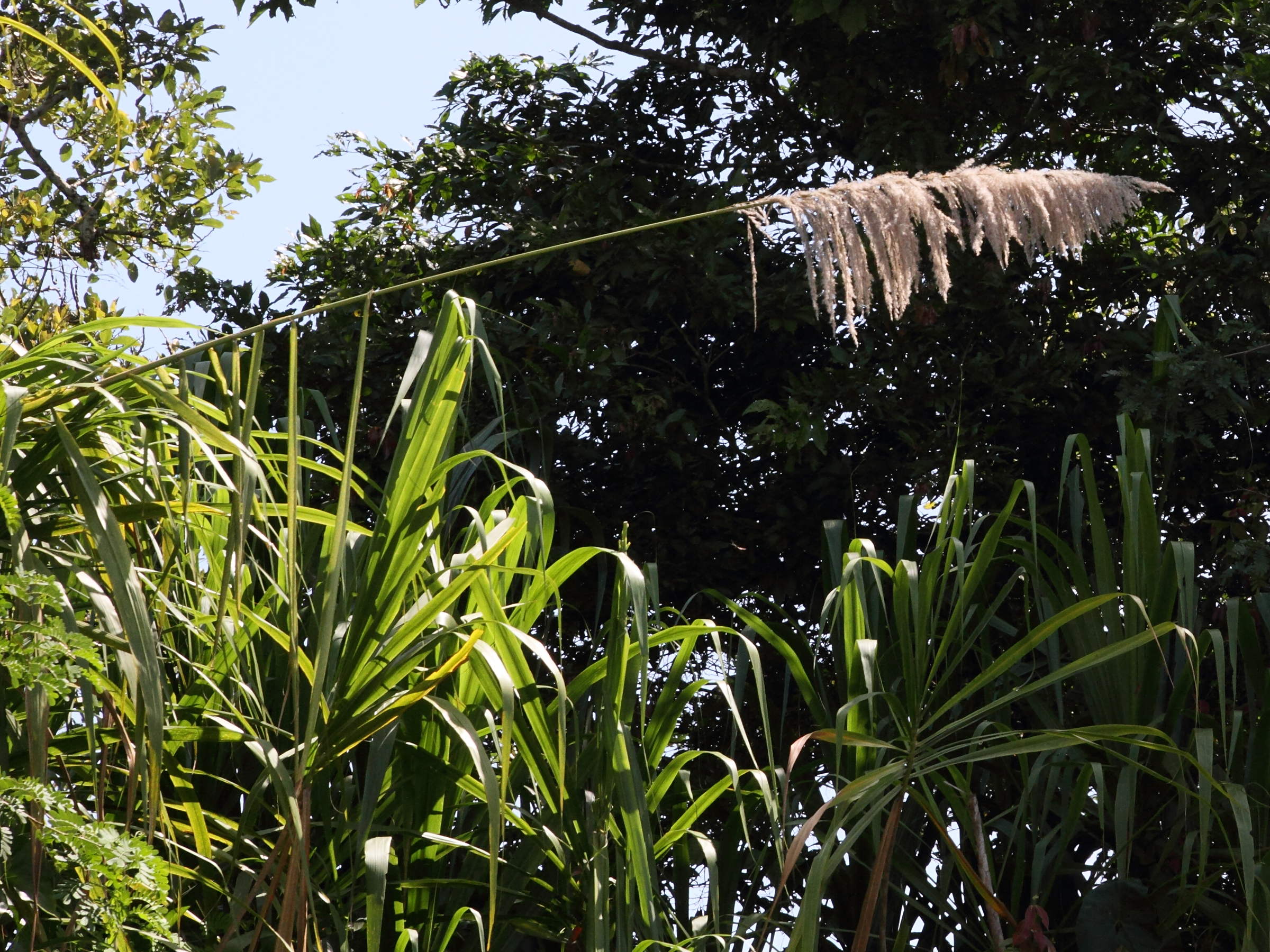 gynerium_sagittatum4md