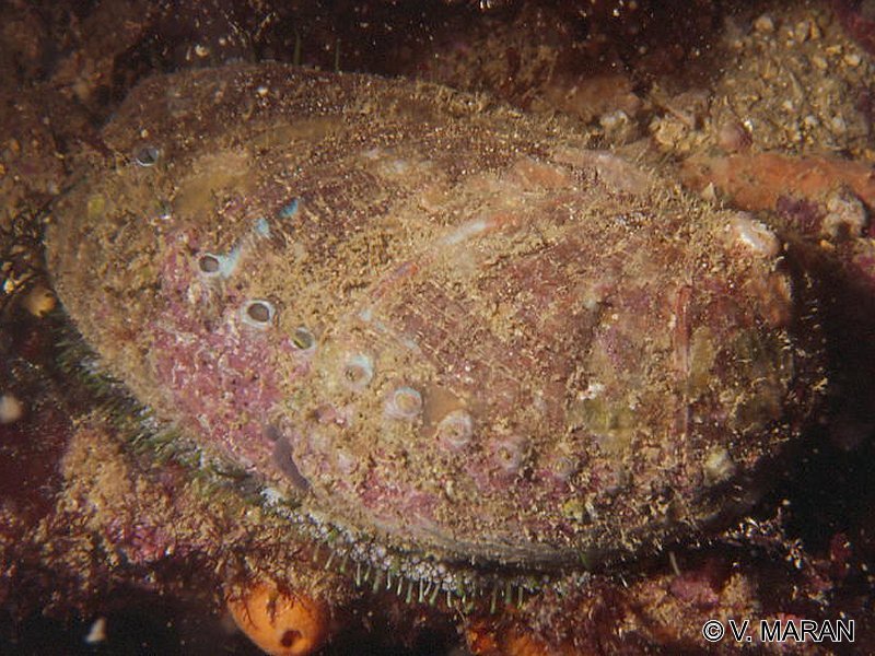 haliotis_tuberculata1vm